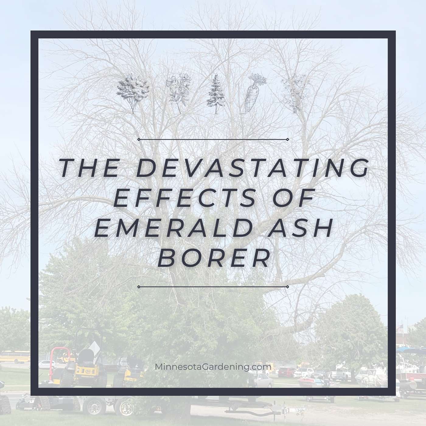 The Devastating Effects of Emerald Ash Borer in the Upper Midwest