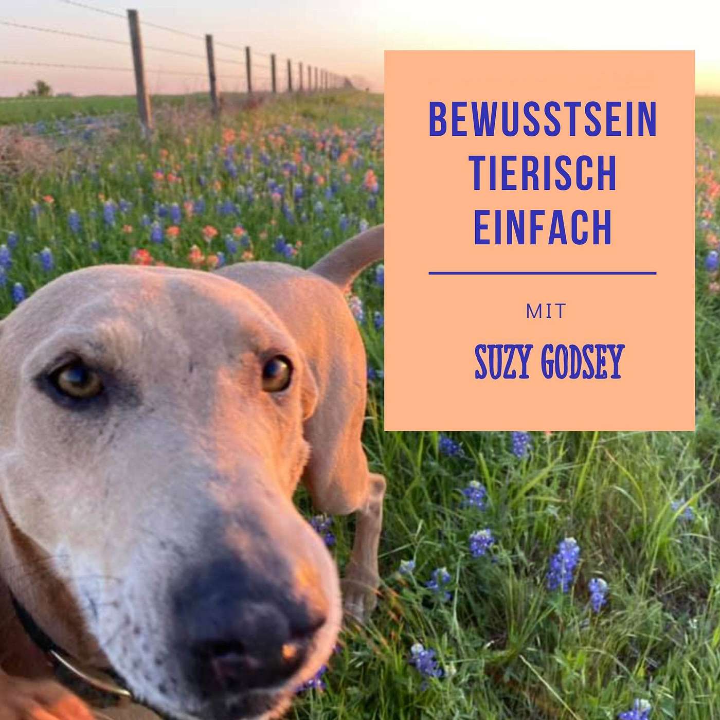 Bewusstsein Tierisch Einfach