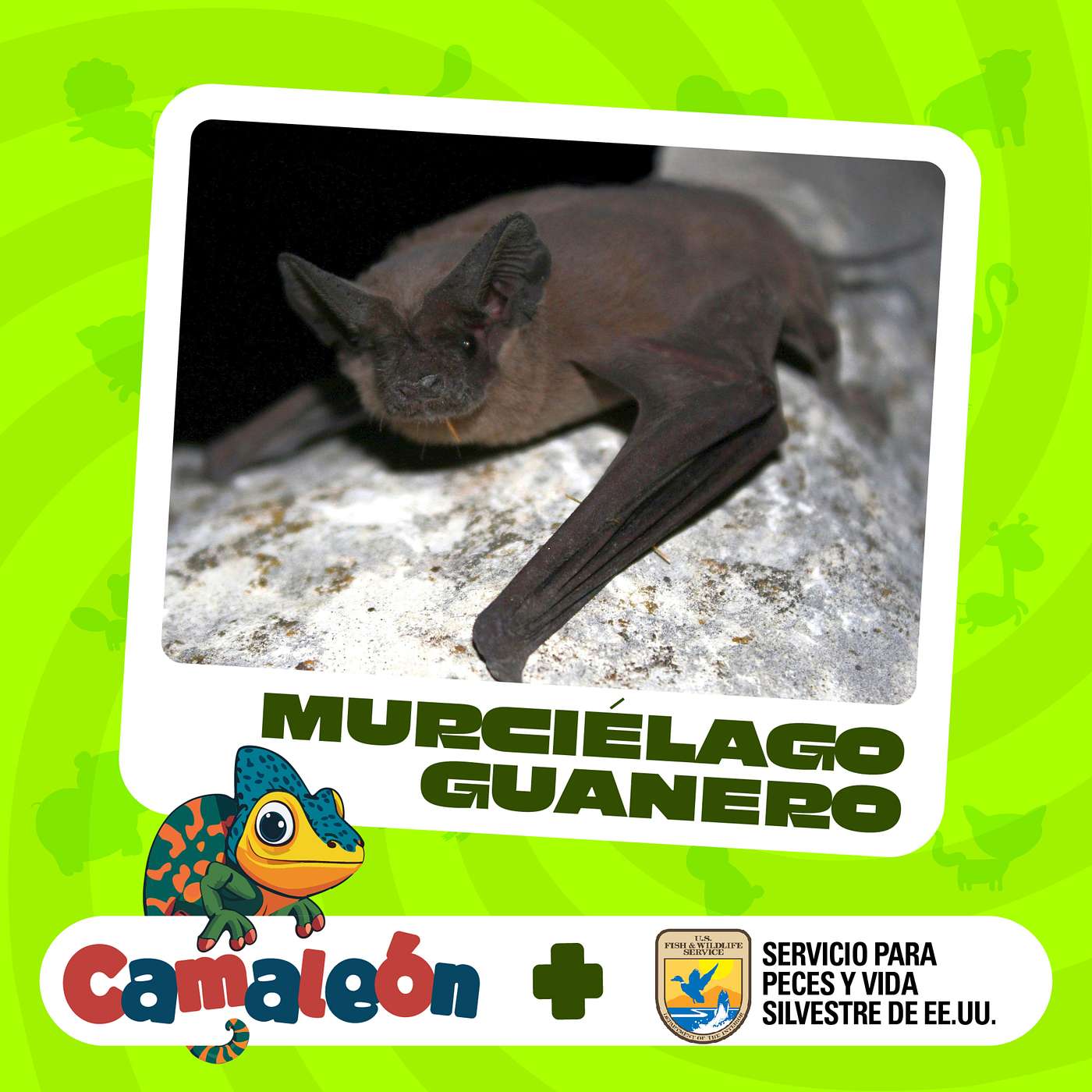 Murciélago Guanero: Los Viajeros Nocturnos episode artwork