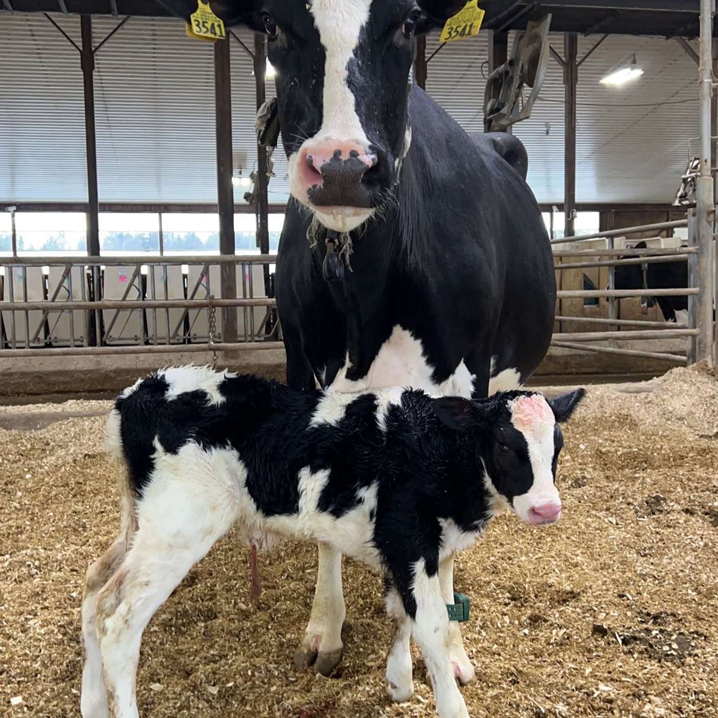 Episode 16.5: Managing Communication and Reproduction with Greta Snider Halahan episode artwork