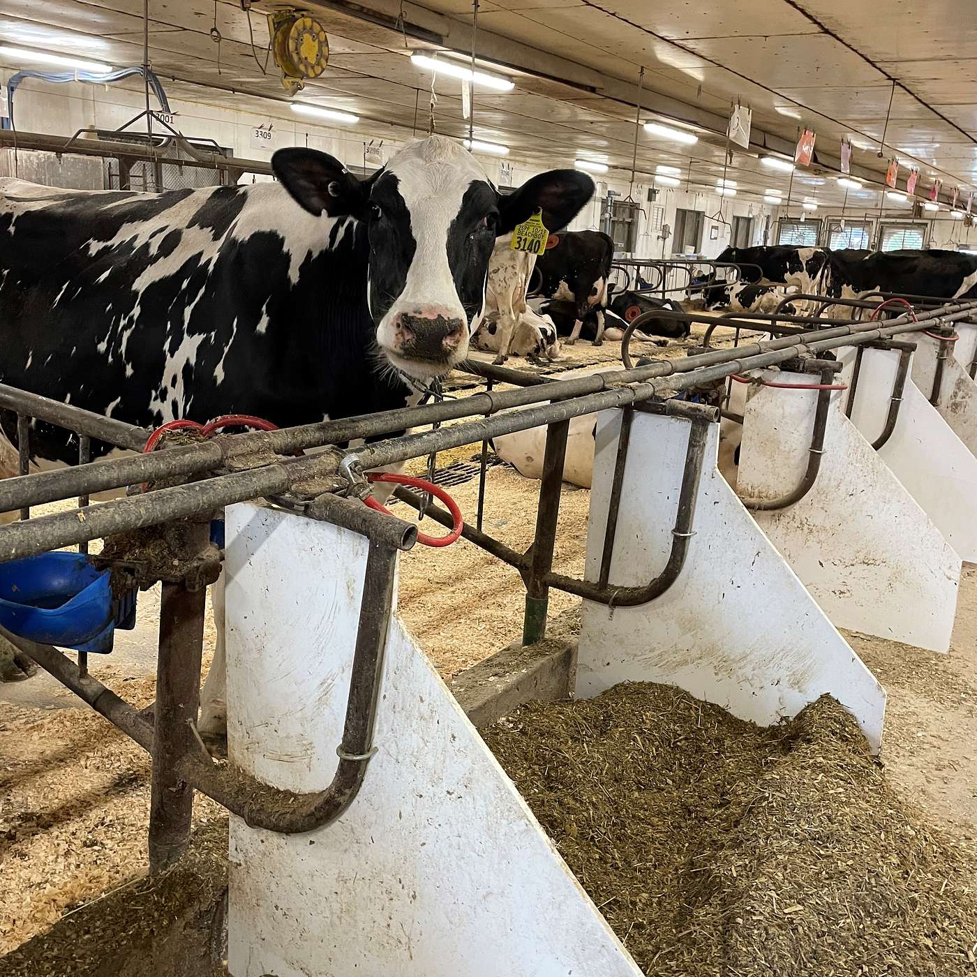 Episode 16.6: Dairy Margin Coverage (DMC): What farmers need to know episode artwork