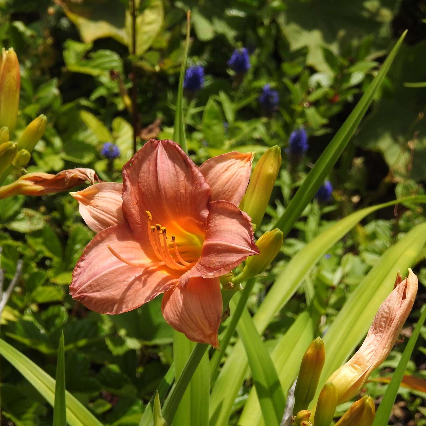 A PEACH OF A LILY