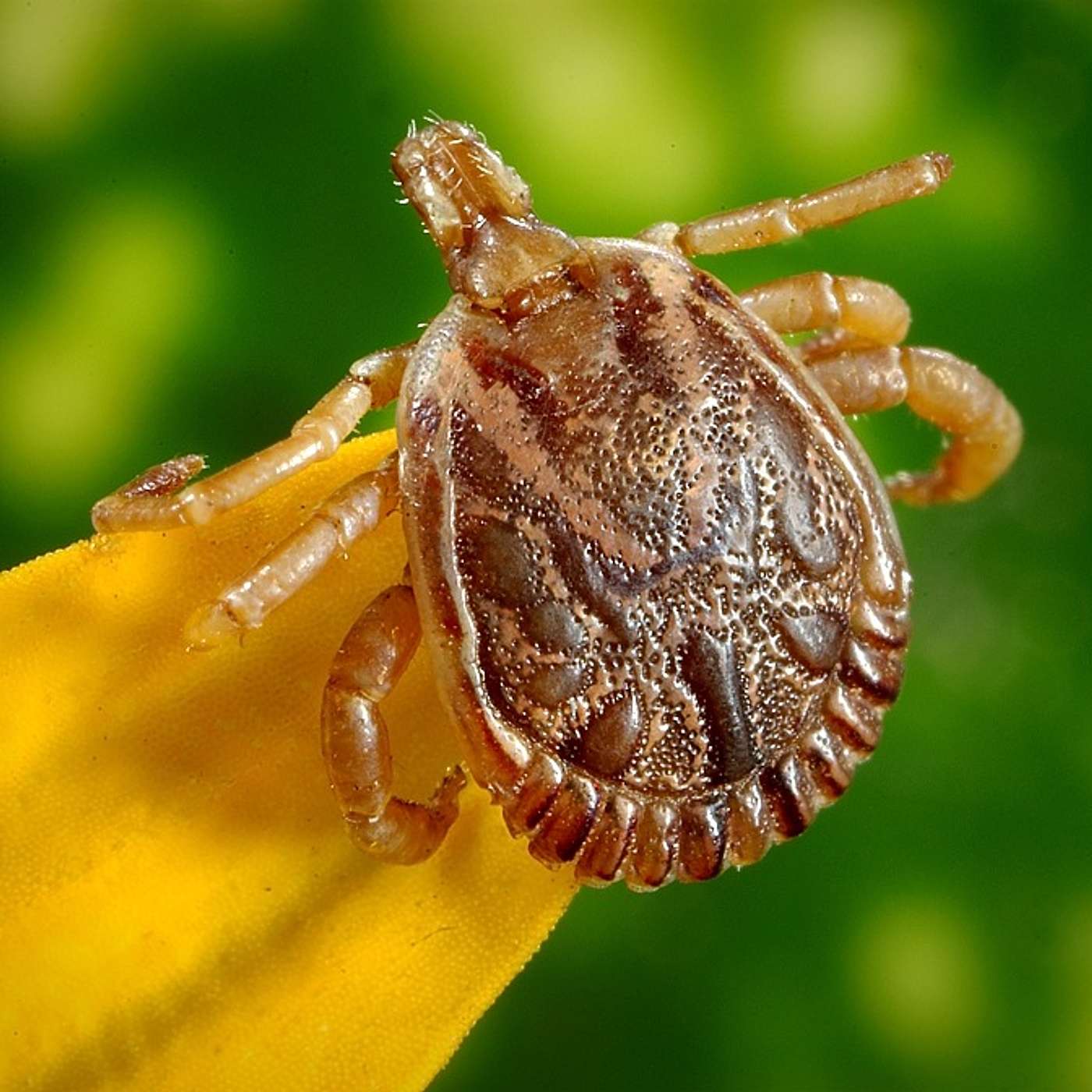 Episode 117: Lyme Disease And Other Tick-Borne Illnesses