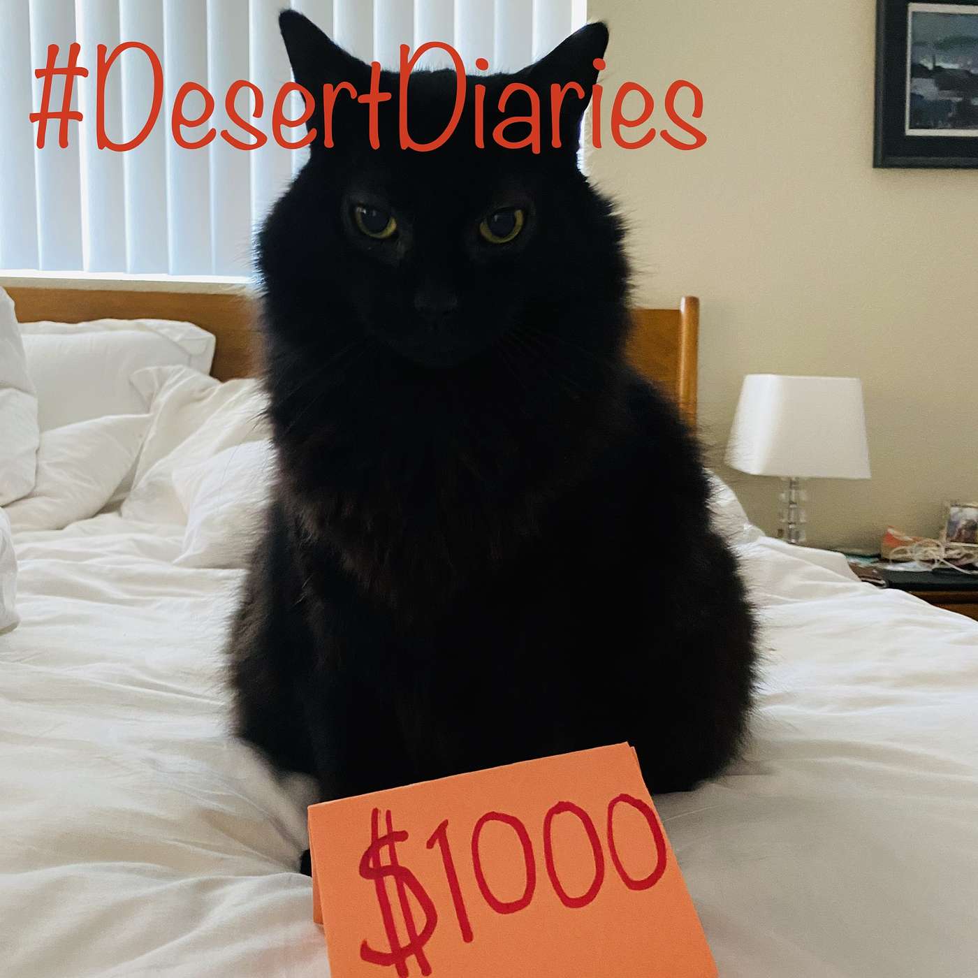 Socially distant house hunting and very expensive cats