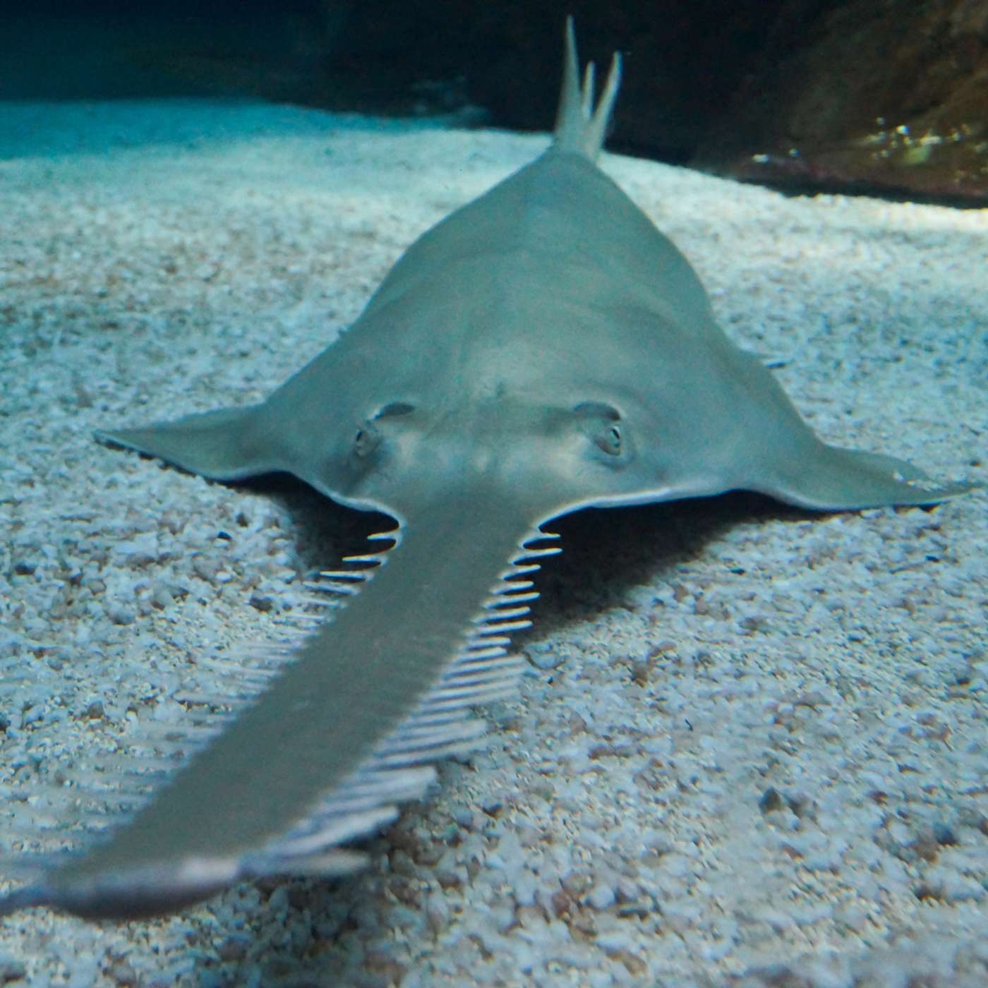 S3 E20: The Last Saw: Saving Sawfish with Dr Barbara Wueringer