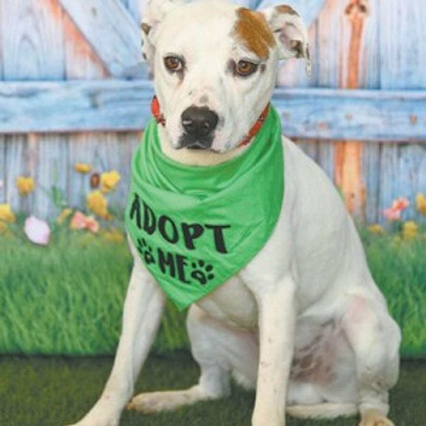Meet Mac -- he's ready for adoption episode artwork
