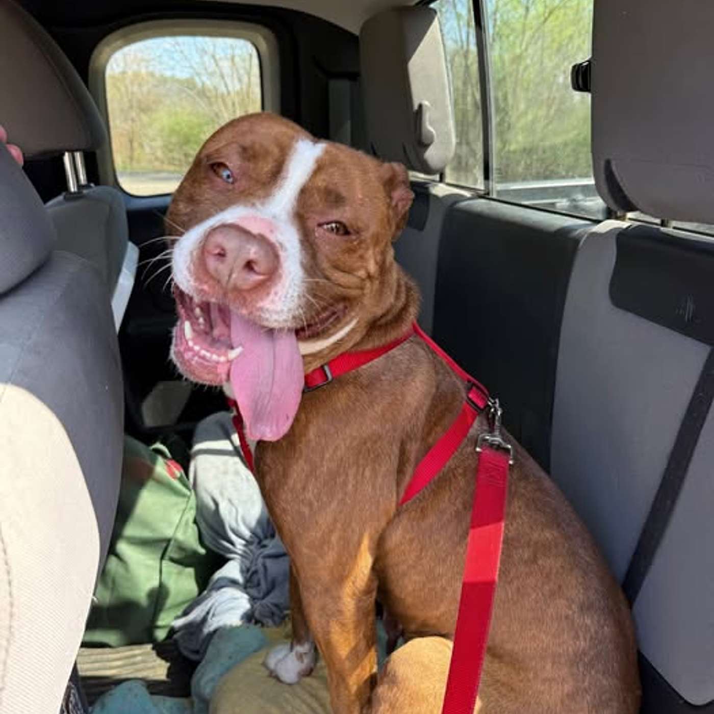 Let's re-introduce you to Carol! She's looking for her FURever home!