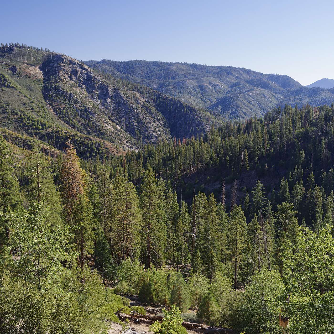 23: Monitoring Forests as they Change