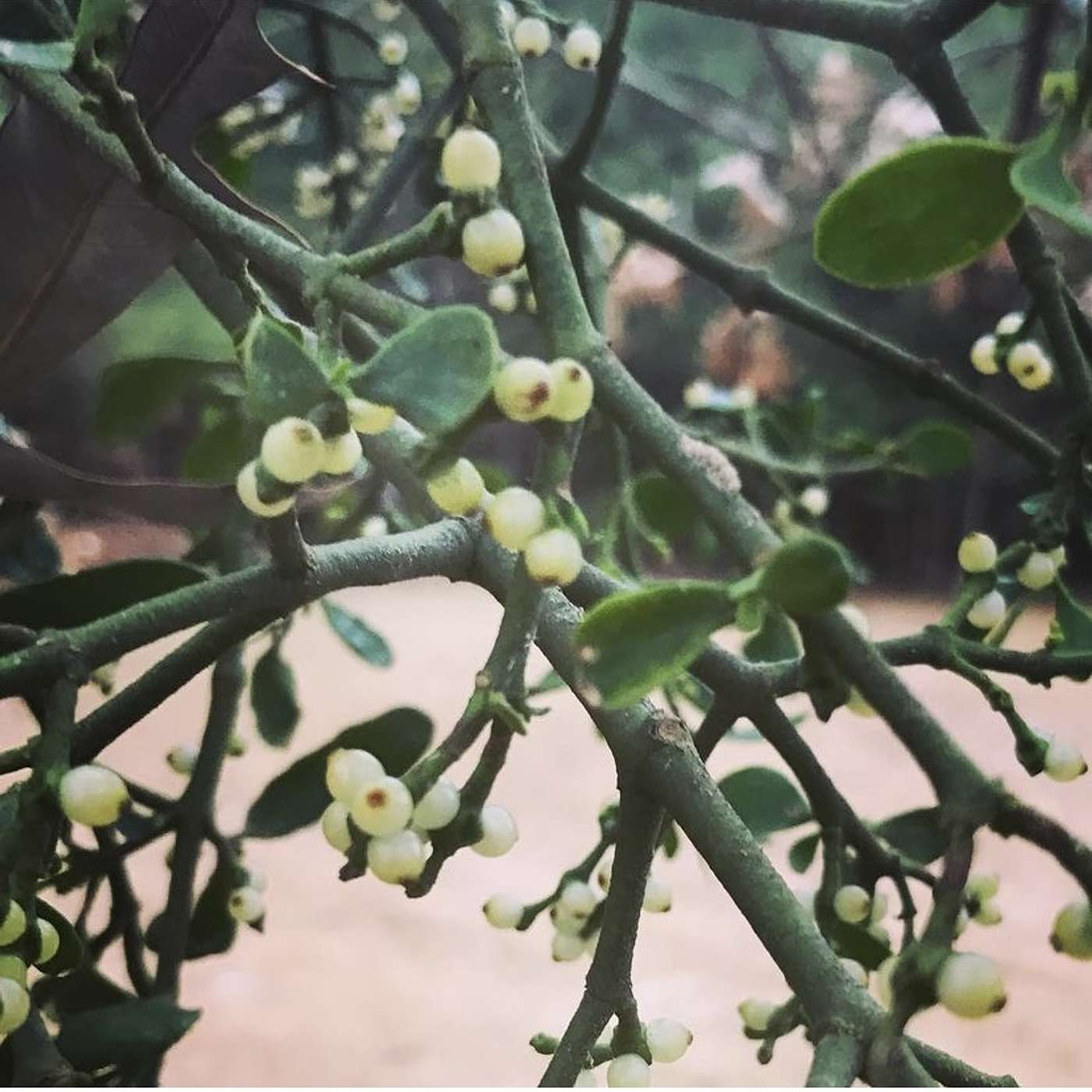 Plants are People too: Botany Podcast