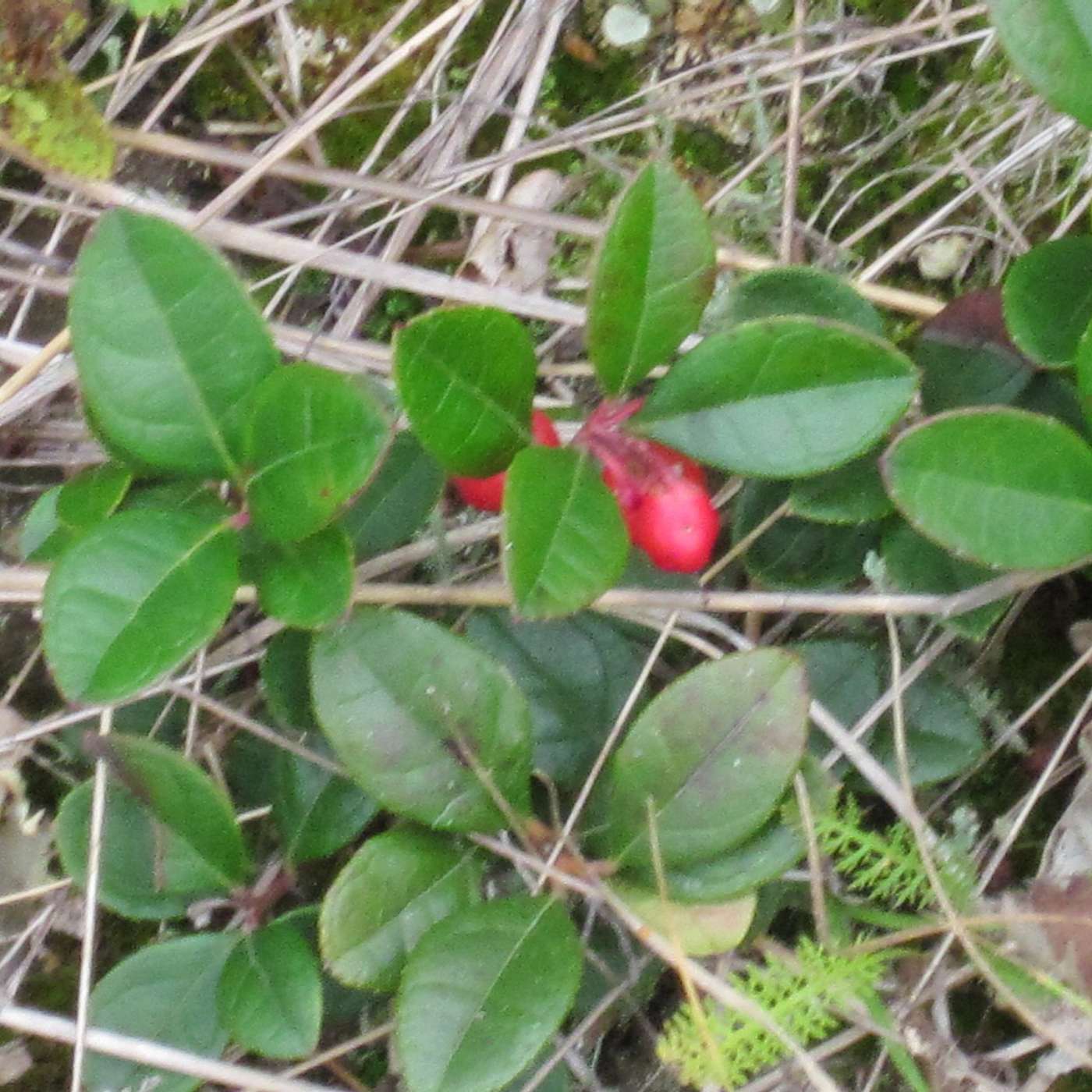 CHECKERBERRY TEA