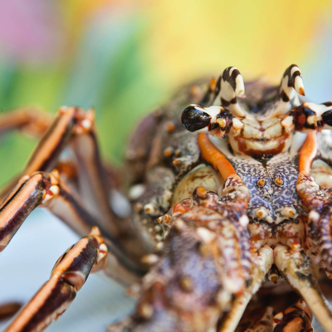 Podcast 33: Mini Season for Lobster in Key West is almost here!! Podcast 33: Mini Season for Lobster in Key West is almost here!!