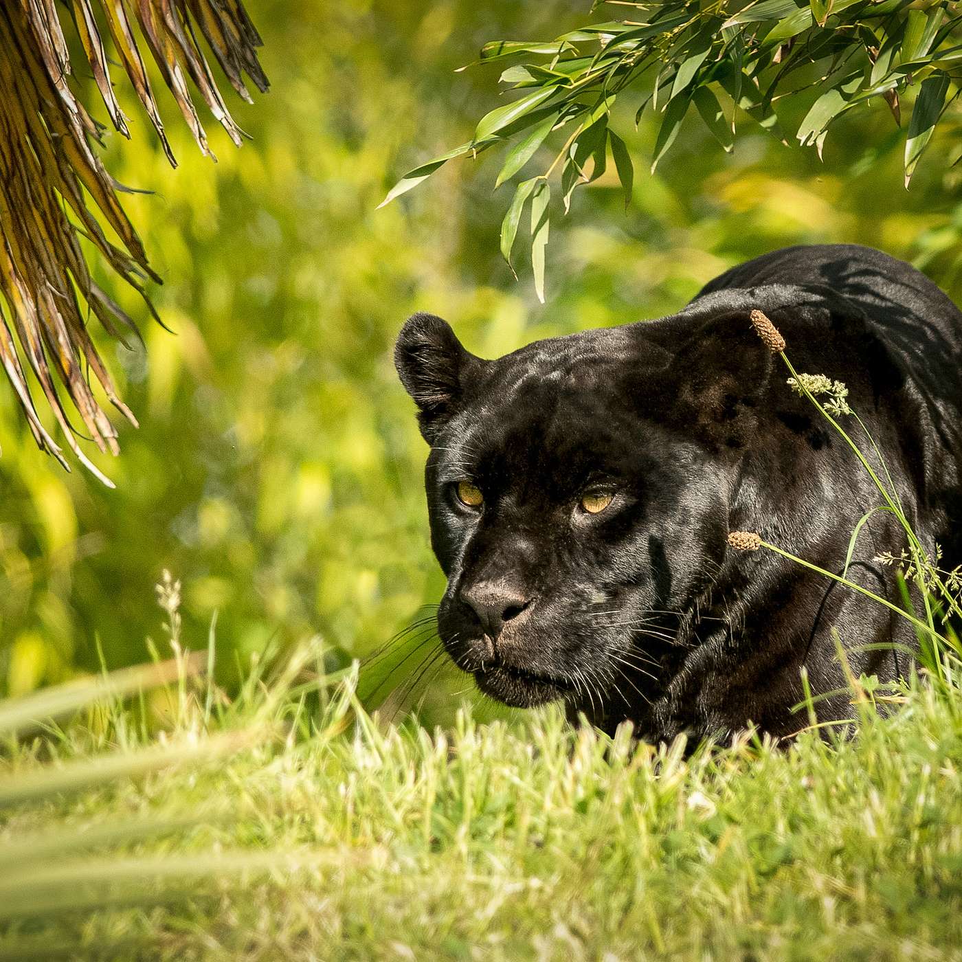 New Moon in Gemini. June 6, 2024. Readings for Each Sign + ANIMAL MESSAGES