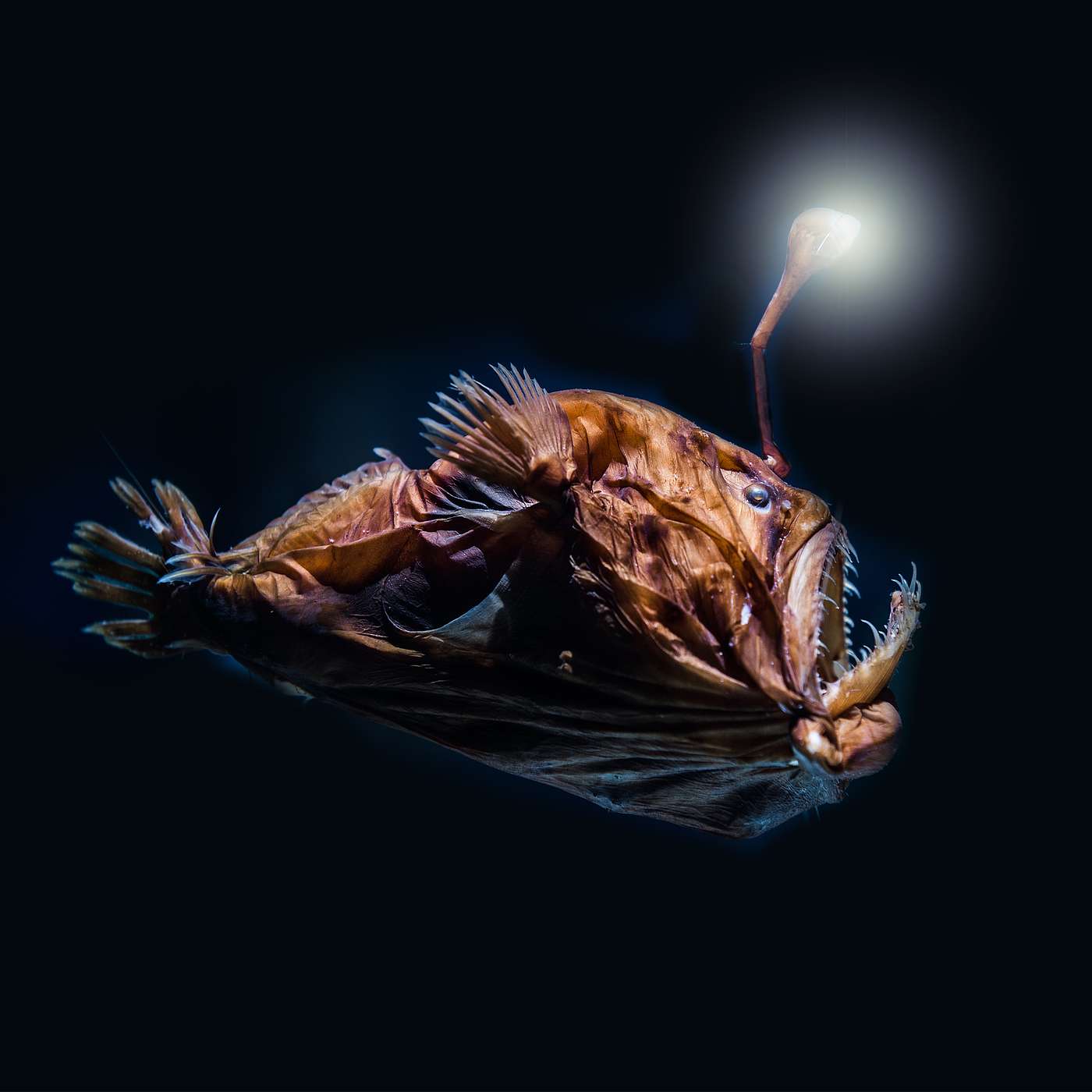 What Lives at the Bottom of the Sea? What Lives at the Bottom of the Sea?