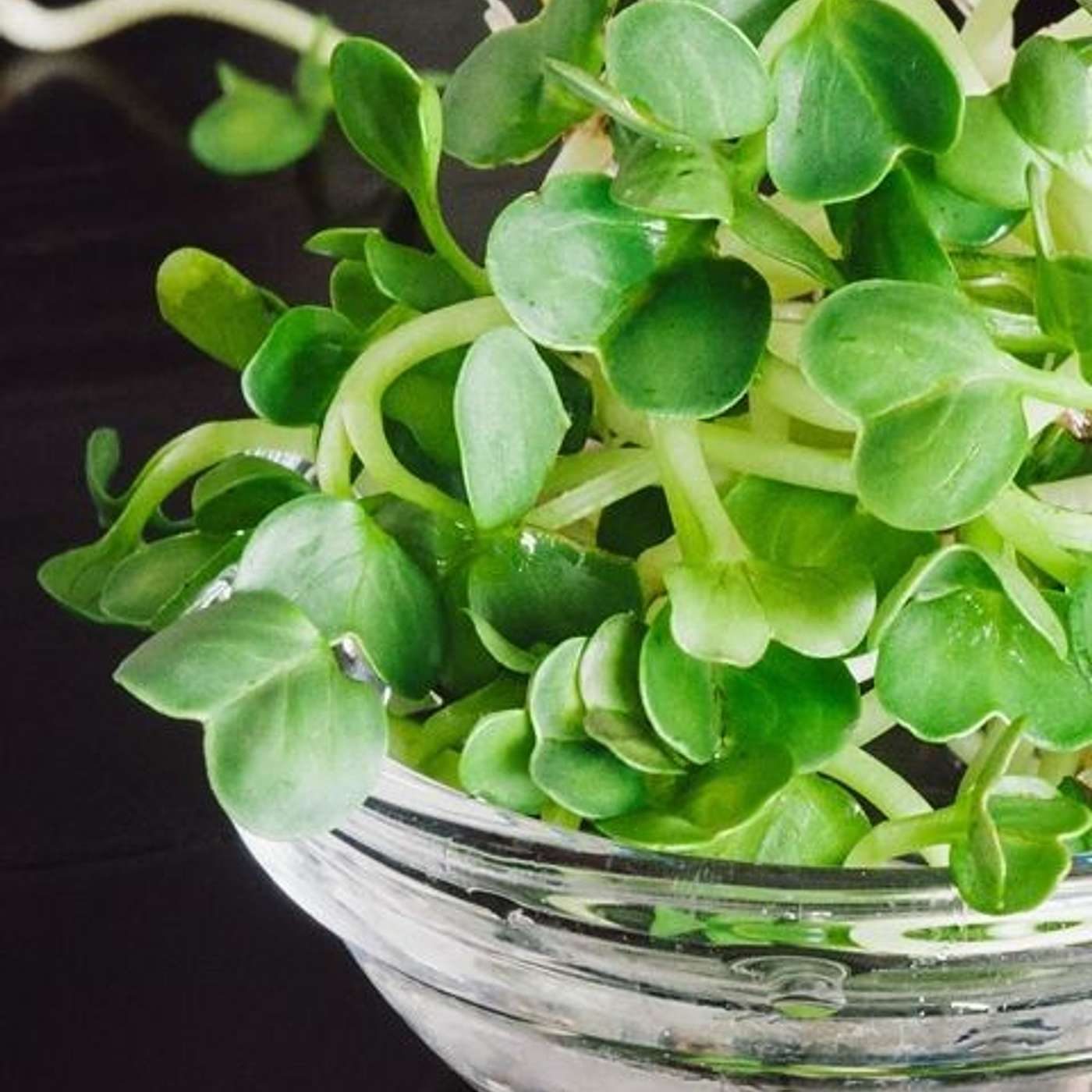 CloverSproutz