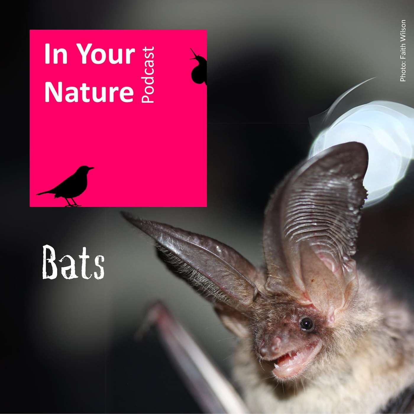 In Your Nature Ep 53 - Bats