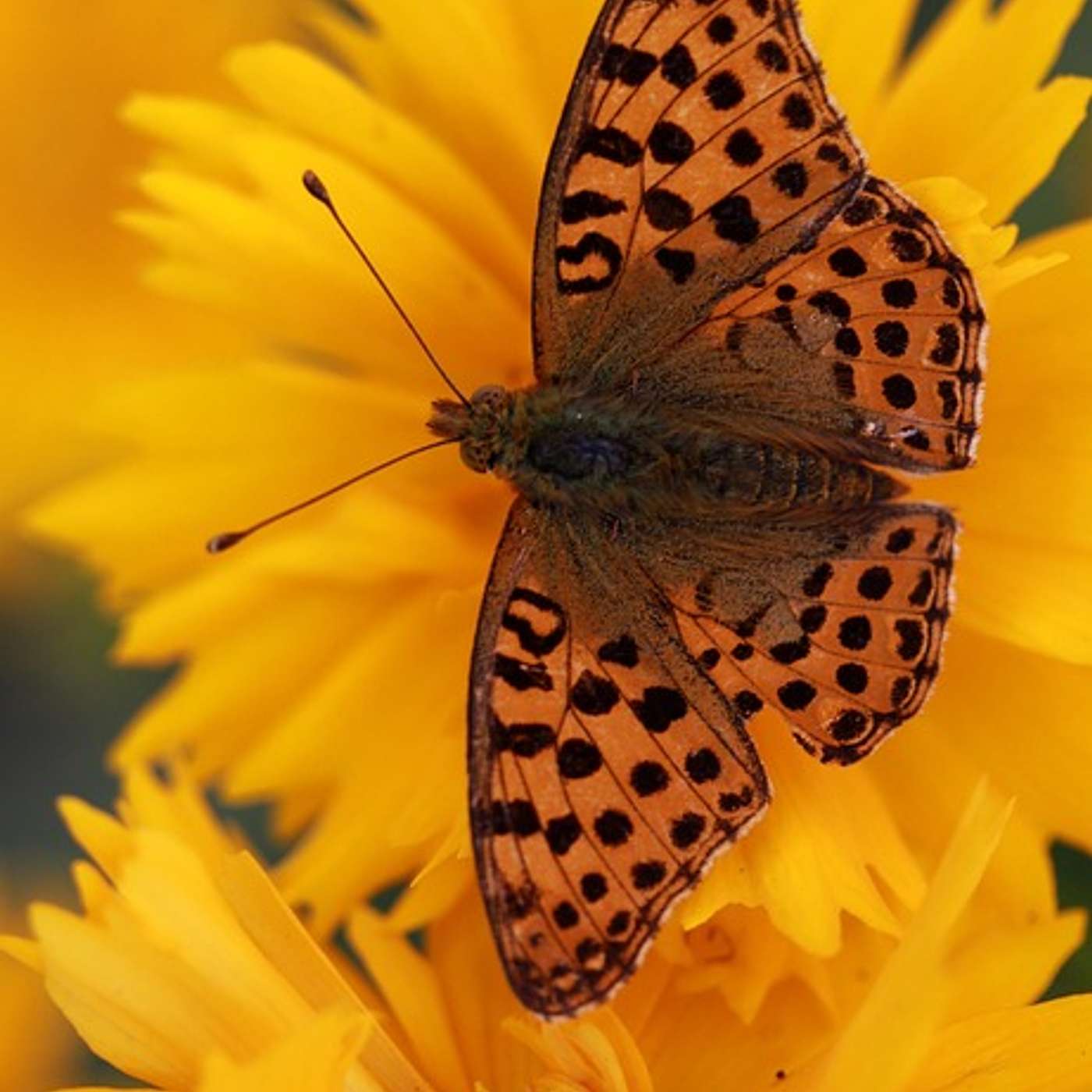 239_Feed the Future: How to Support Pollinators in Your Community