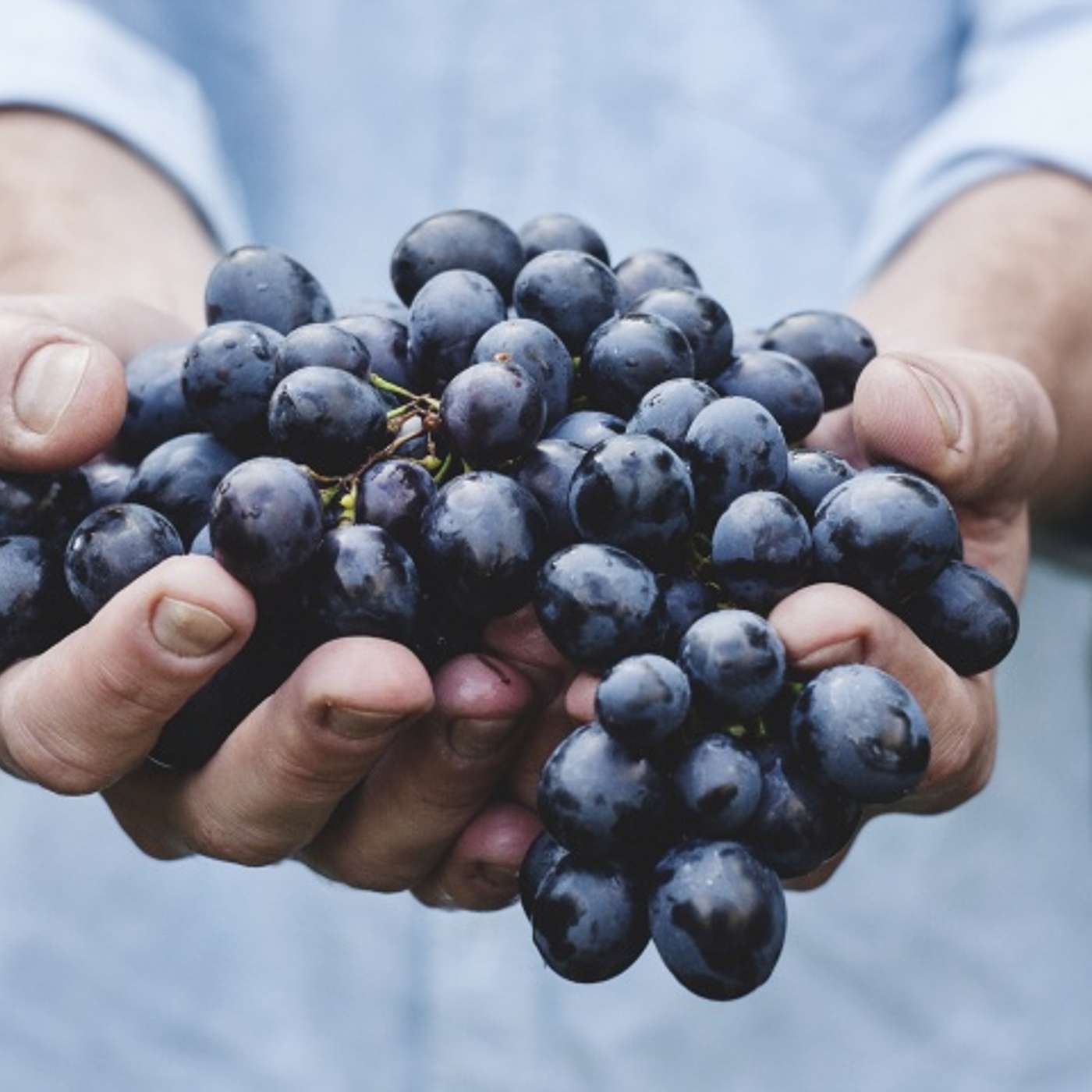Producing Fruit