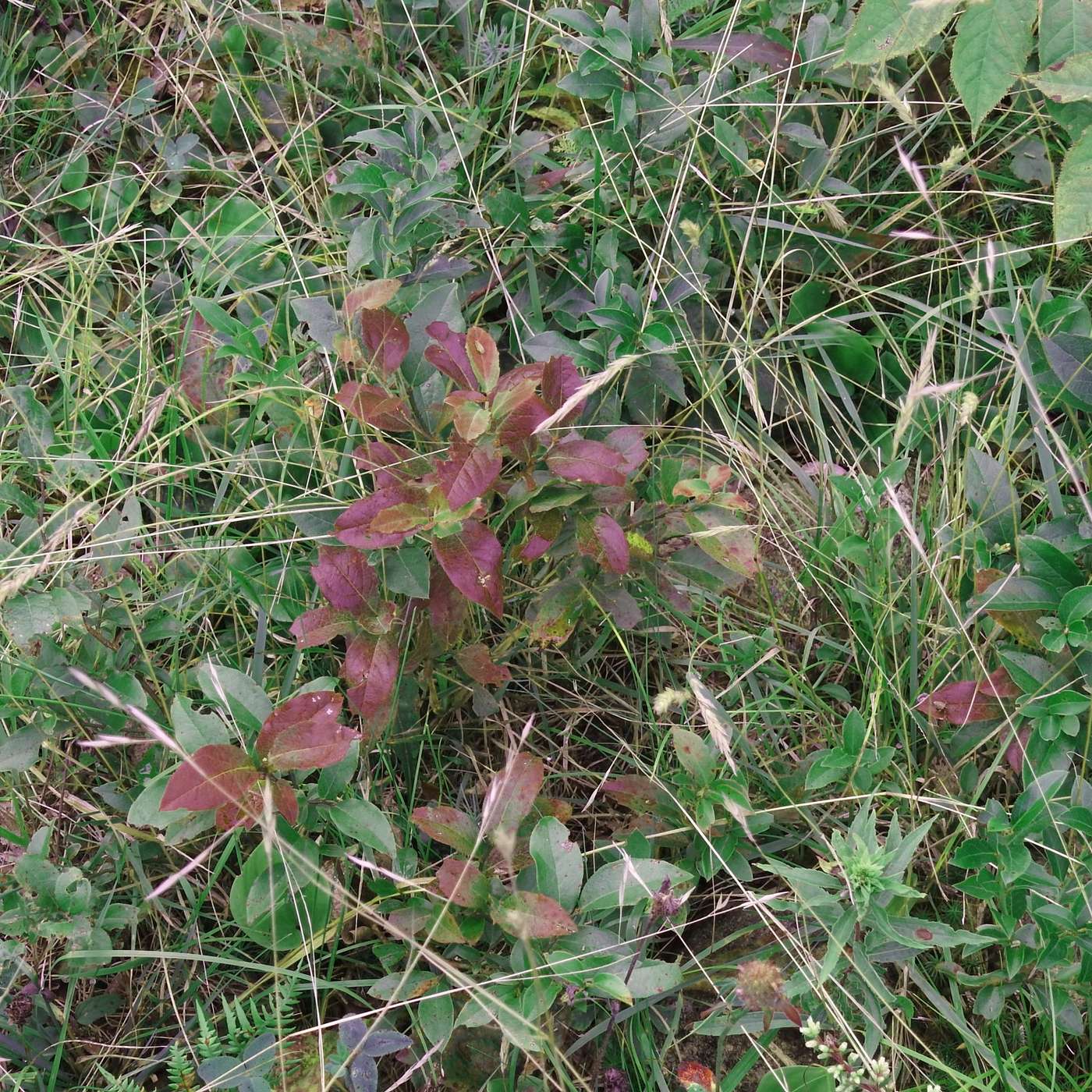 CHANGES IN THE LEAVES