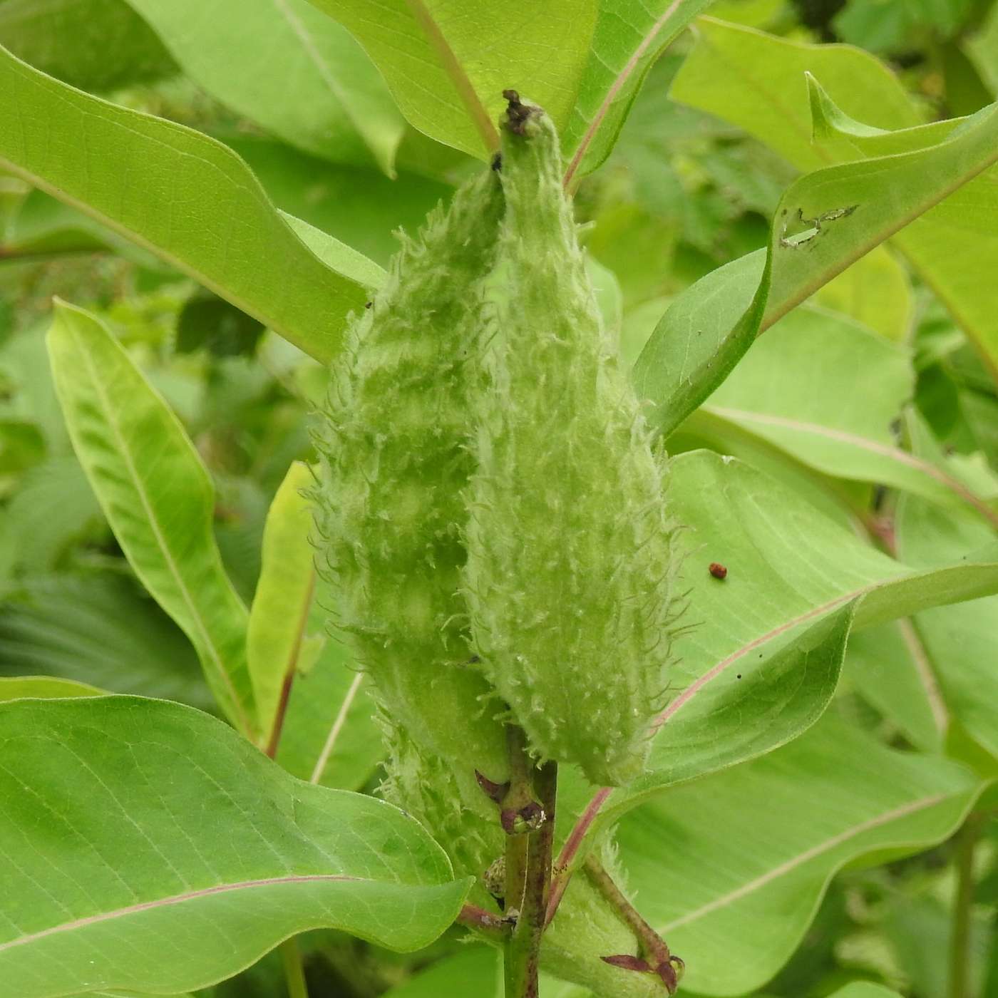 PROGRESS WITH THE MILKWEED
