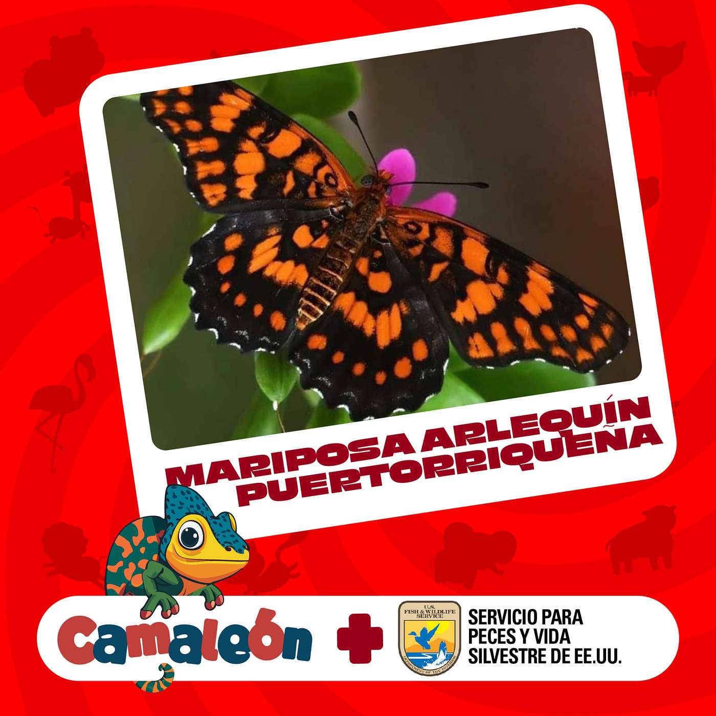 Mariposa Arlequín: Colores y Misterios de Puerto Rico episode artwork