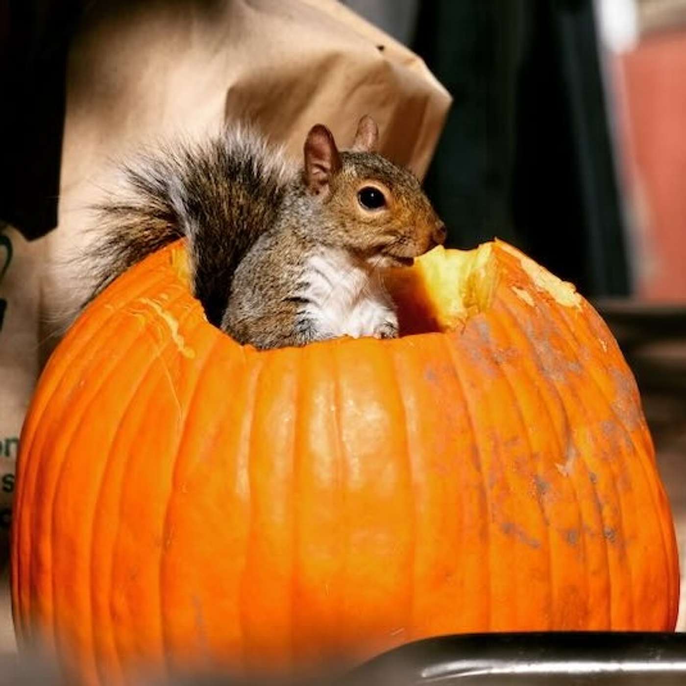 Spooky Season: the New Pretentious Spooky Season: the New Pretentious