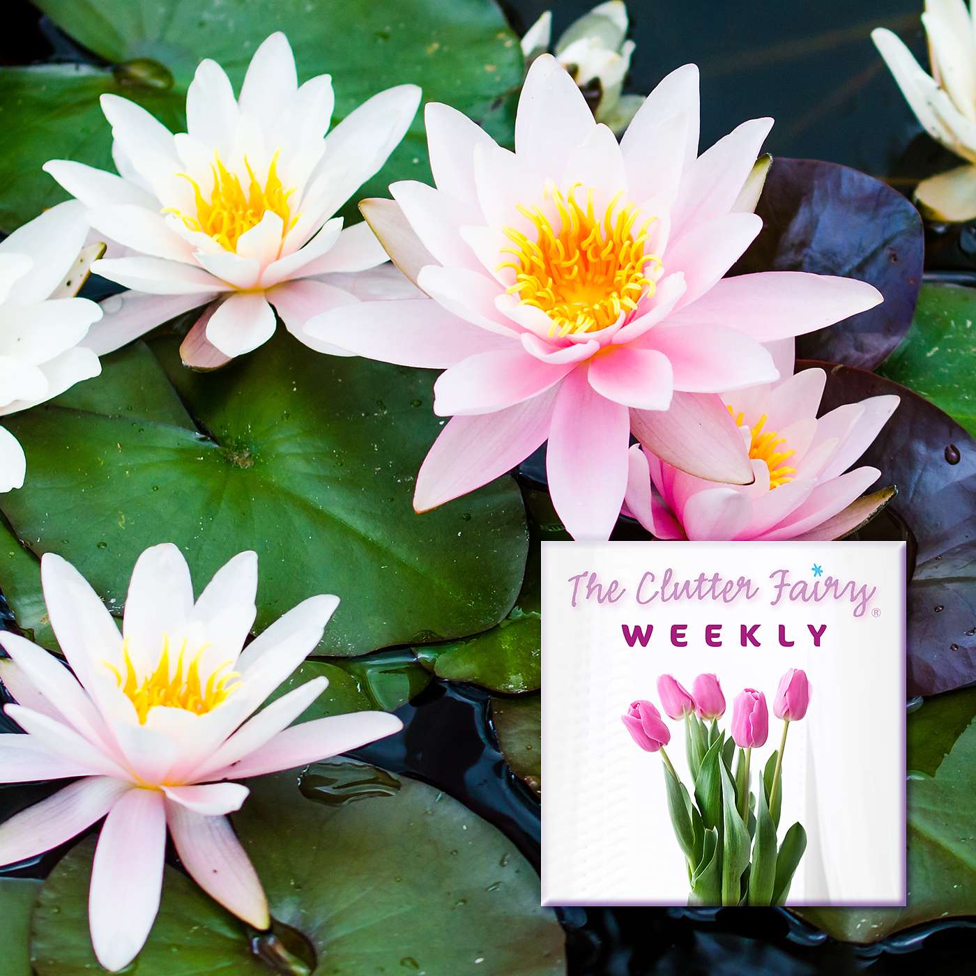 The Clutter Fairy Weekly