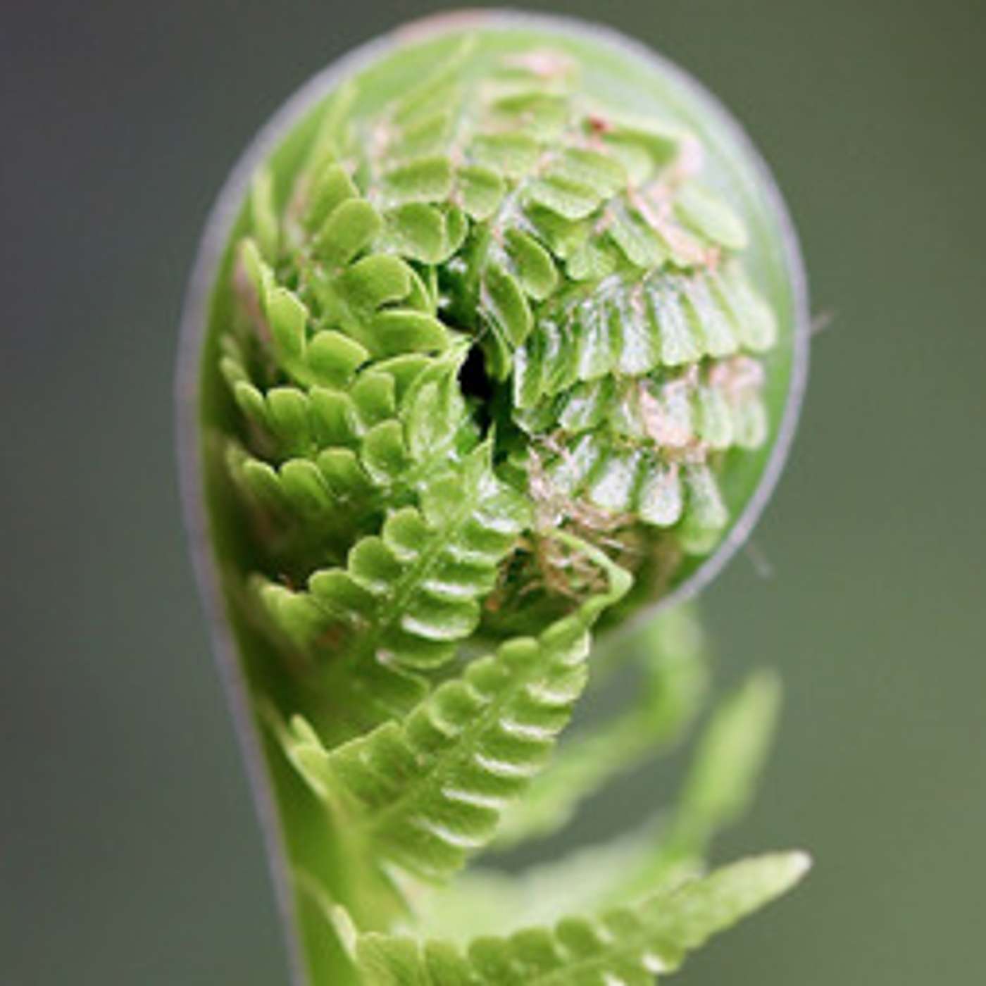 Fern