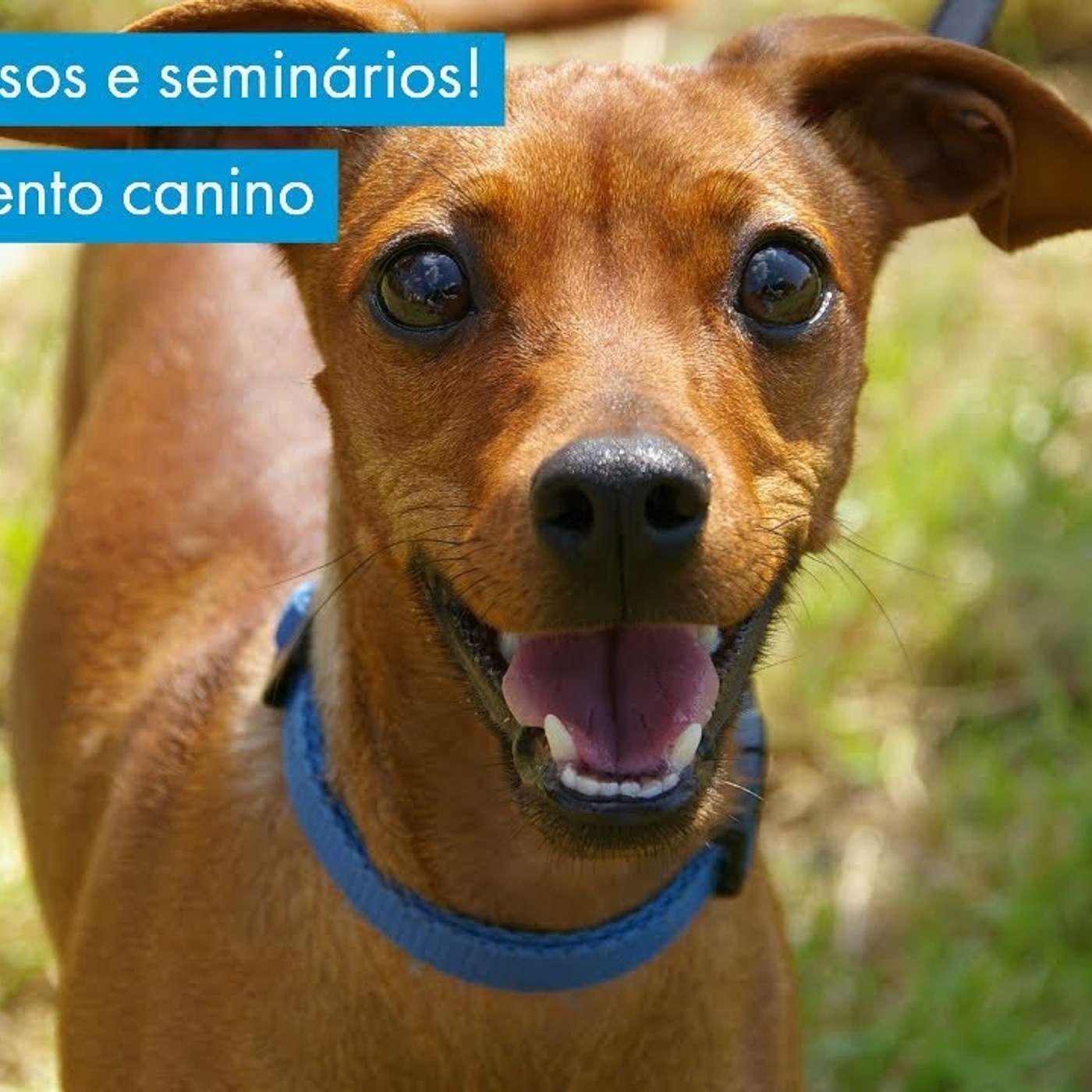 Educação Canina - Comportamento Canino & Adestramento