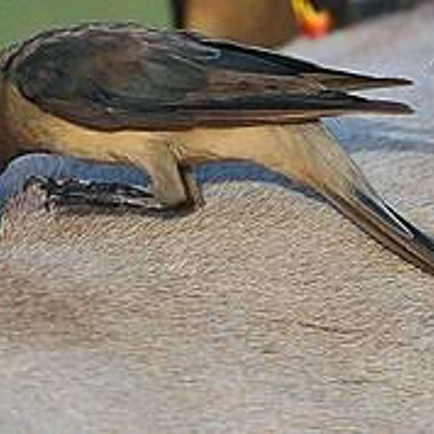 Animali che mangiano cose strane ...curiosità!  di Lucia Orlandi  e Mara Generali