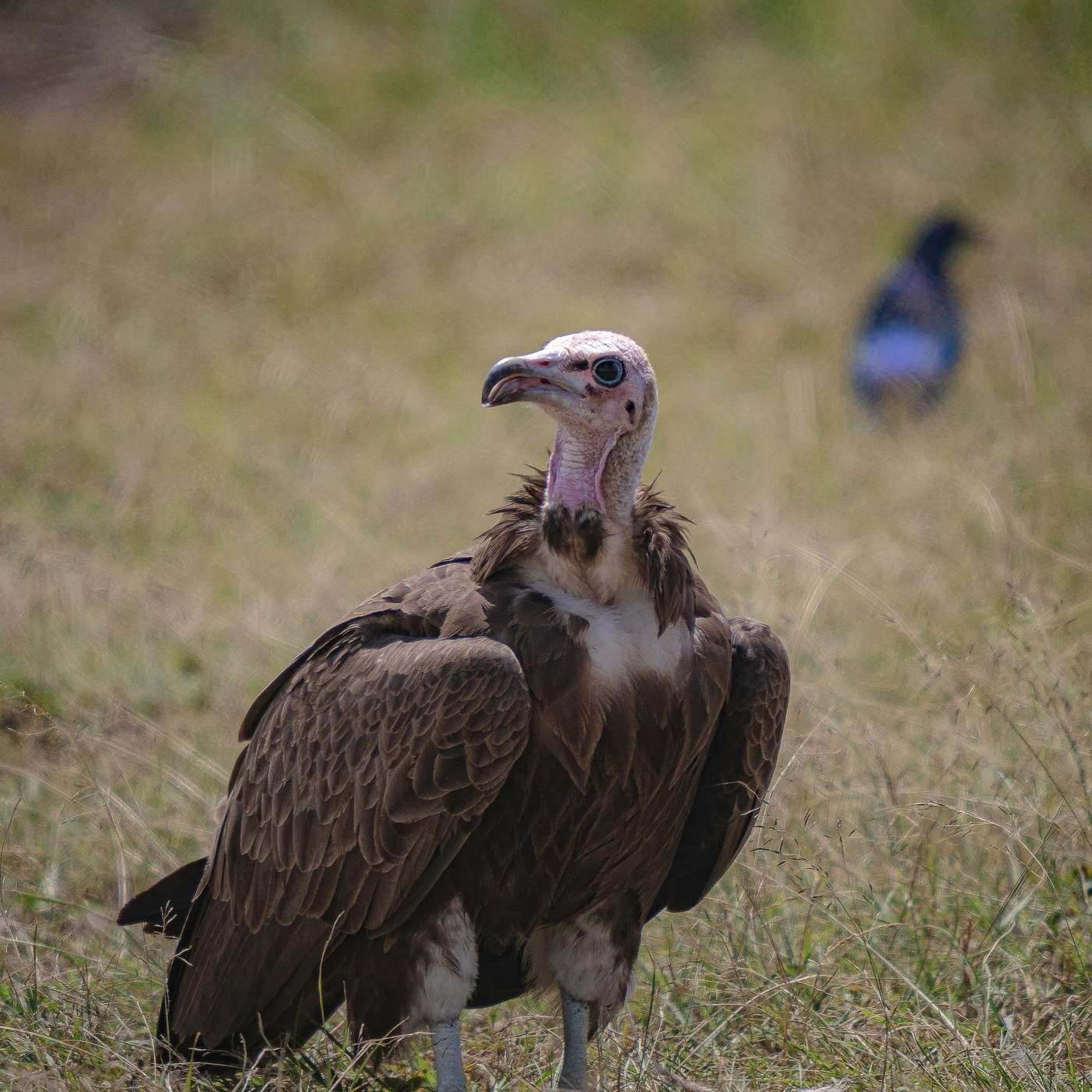 EP 6. Vultures Part 1