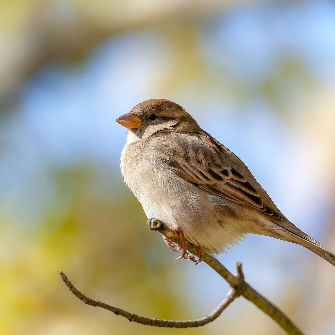 278. How Being in Nature Helps Your Mental and Emotional Health, Part 1
