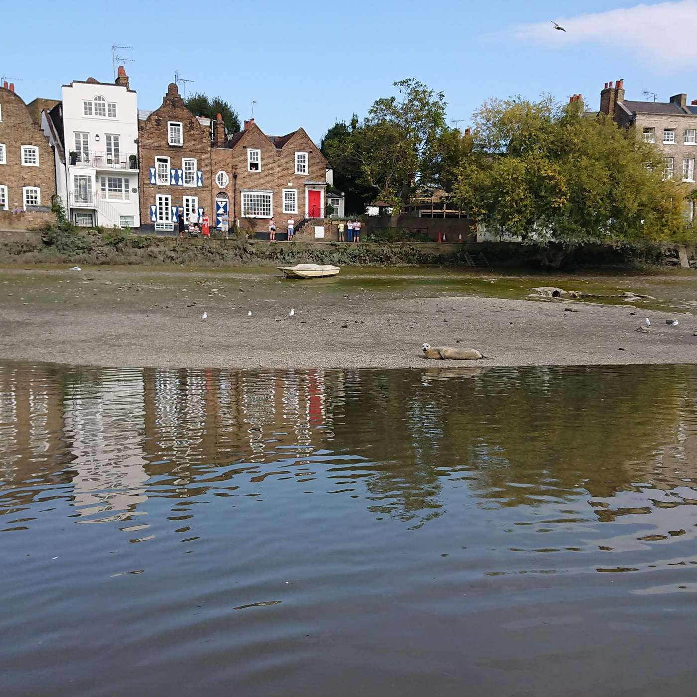 SEALife in the Thames