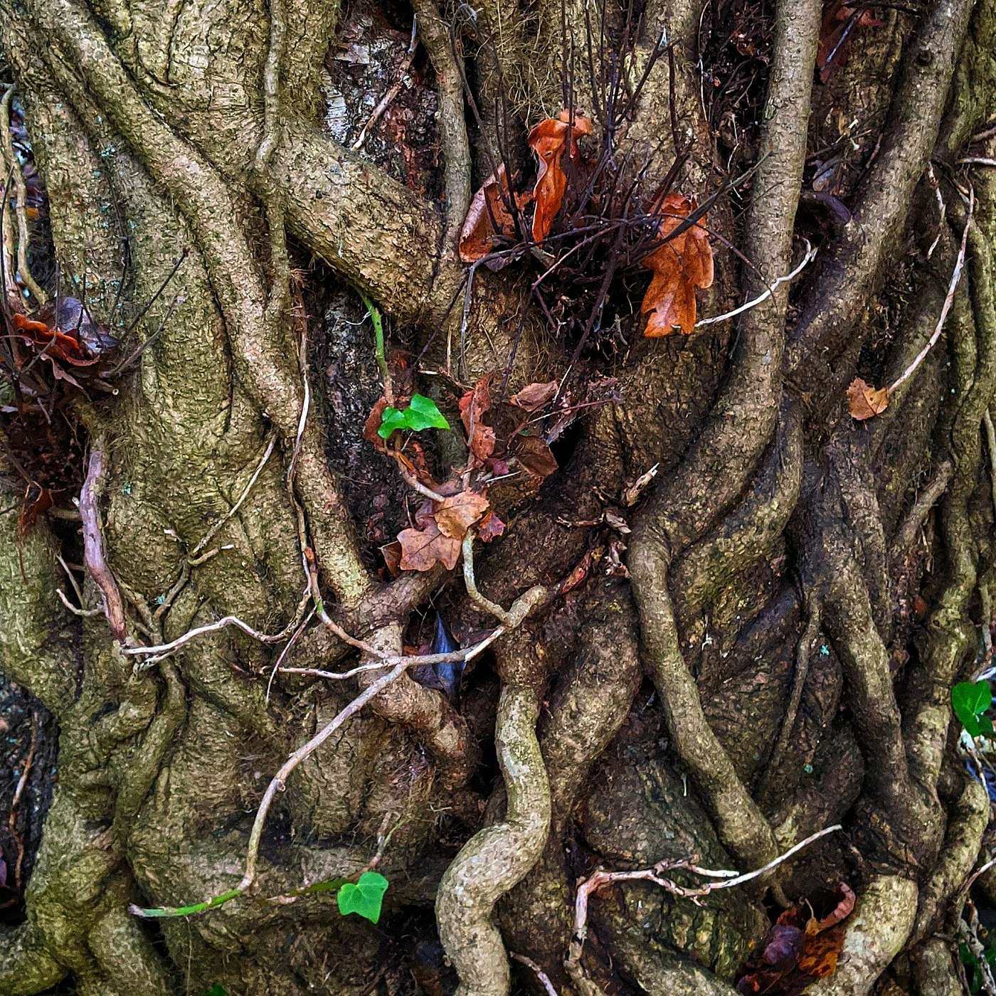 Giving Voice to Depression: Real Stories & Expert Support for Depression and Mental Health