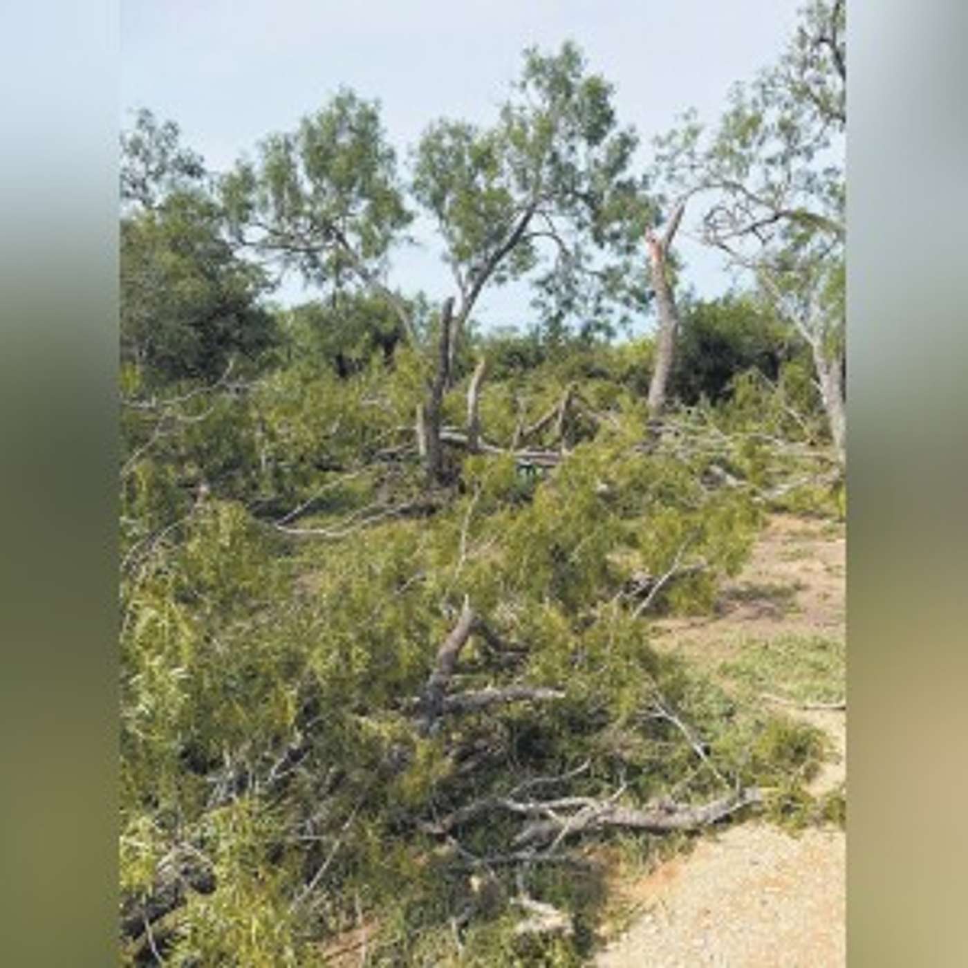 Tornado plows down trees near New Berlin episode artwork
