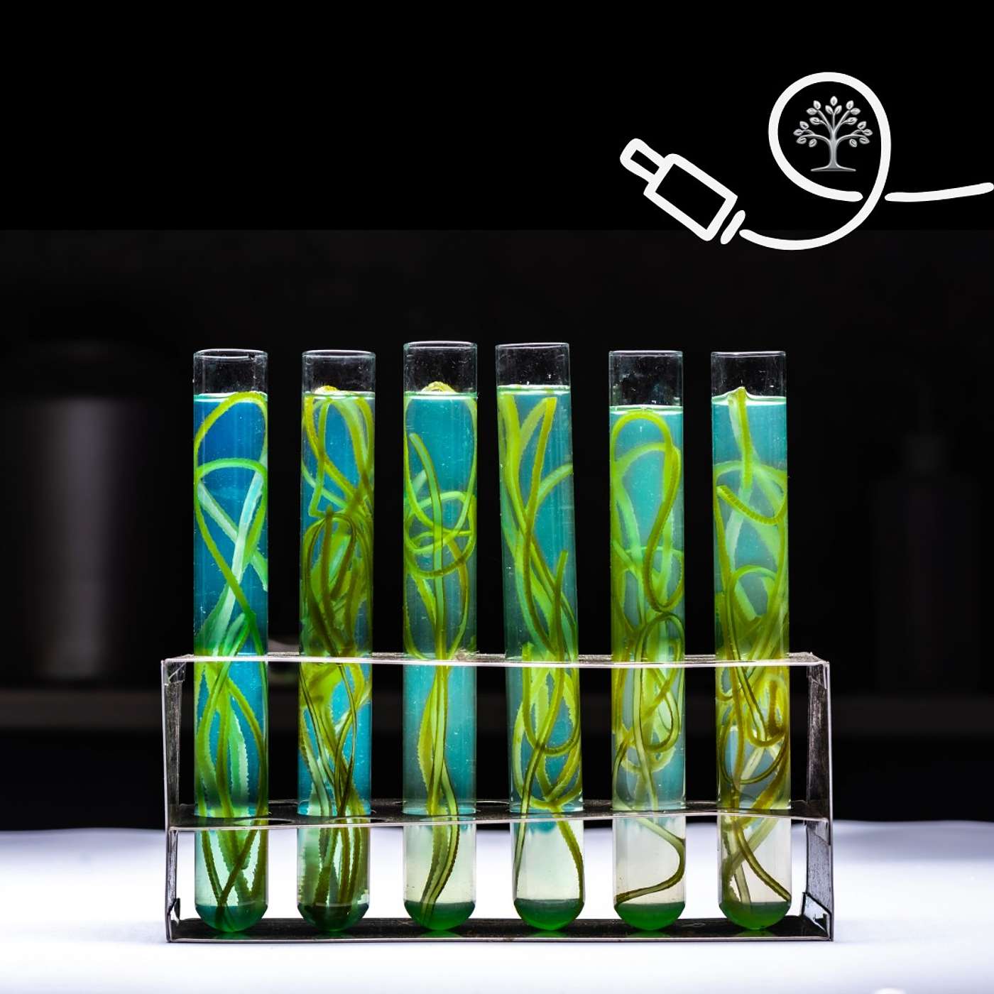 Algae Cooking Oil: Green Magic in a Bottle?