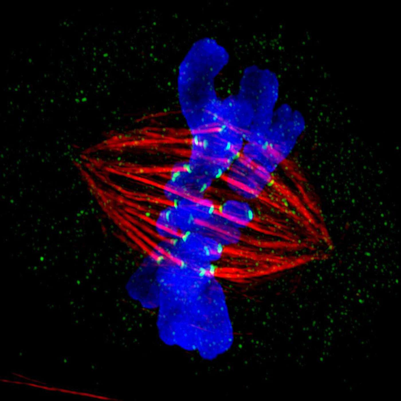 23. The cell cycle from interphase to the mitotic phase.