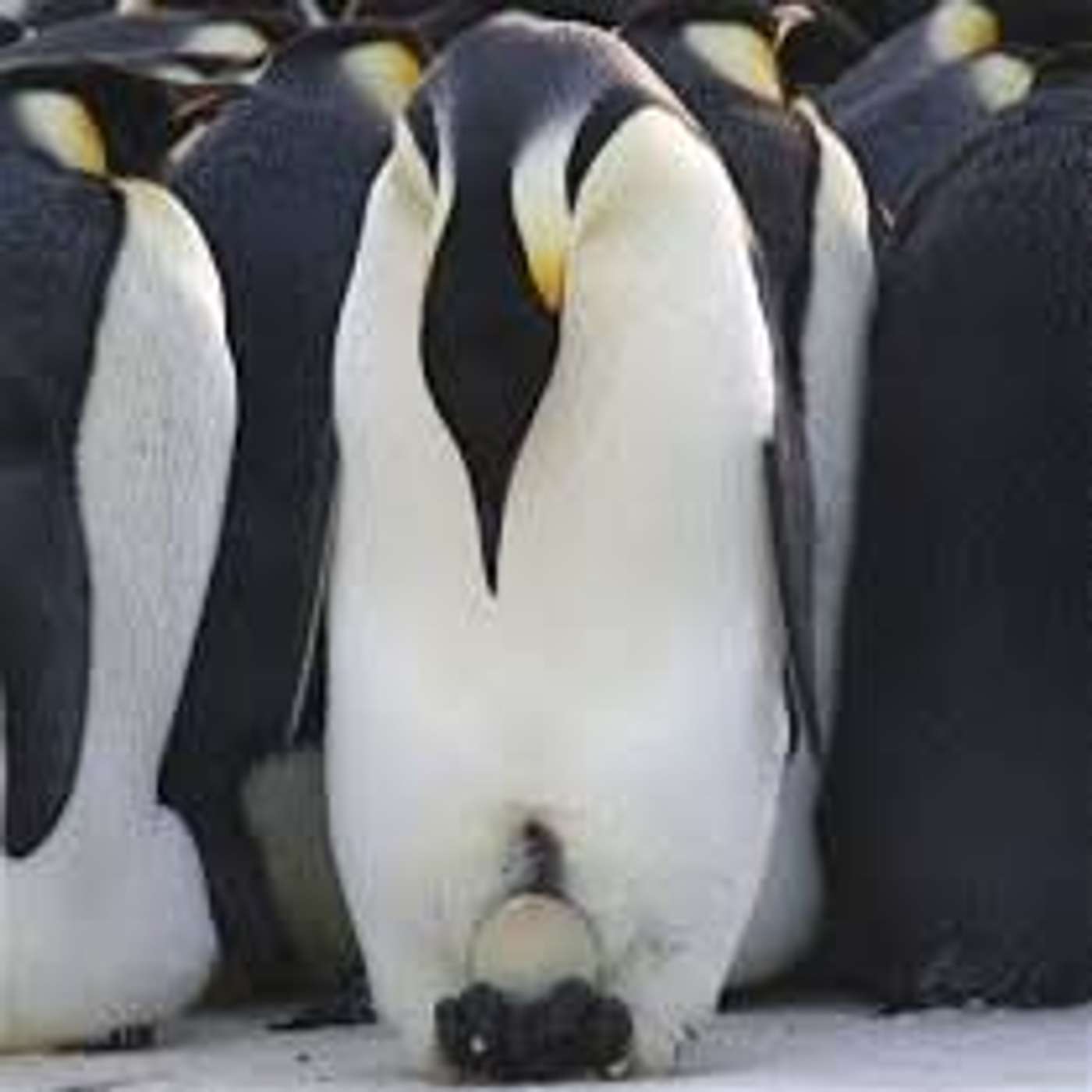 I papà nel mondo animale: straordinari!!! I papà nel mondo animale: straordinari!!!