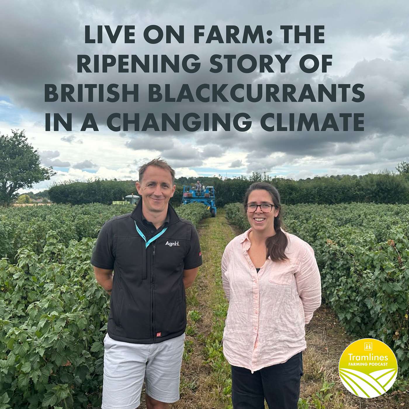Live on Farm: The Ripening Story of British Blackcurrants in a Changing Climate