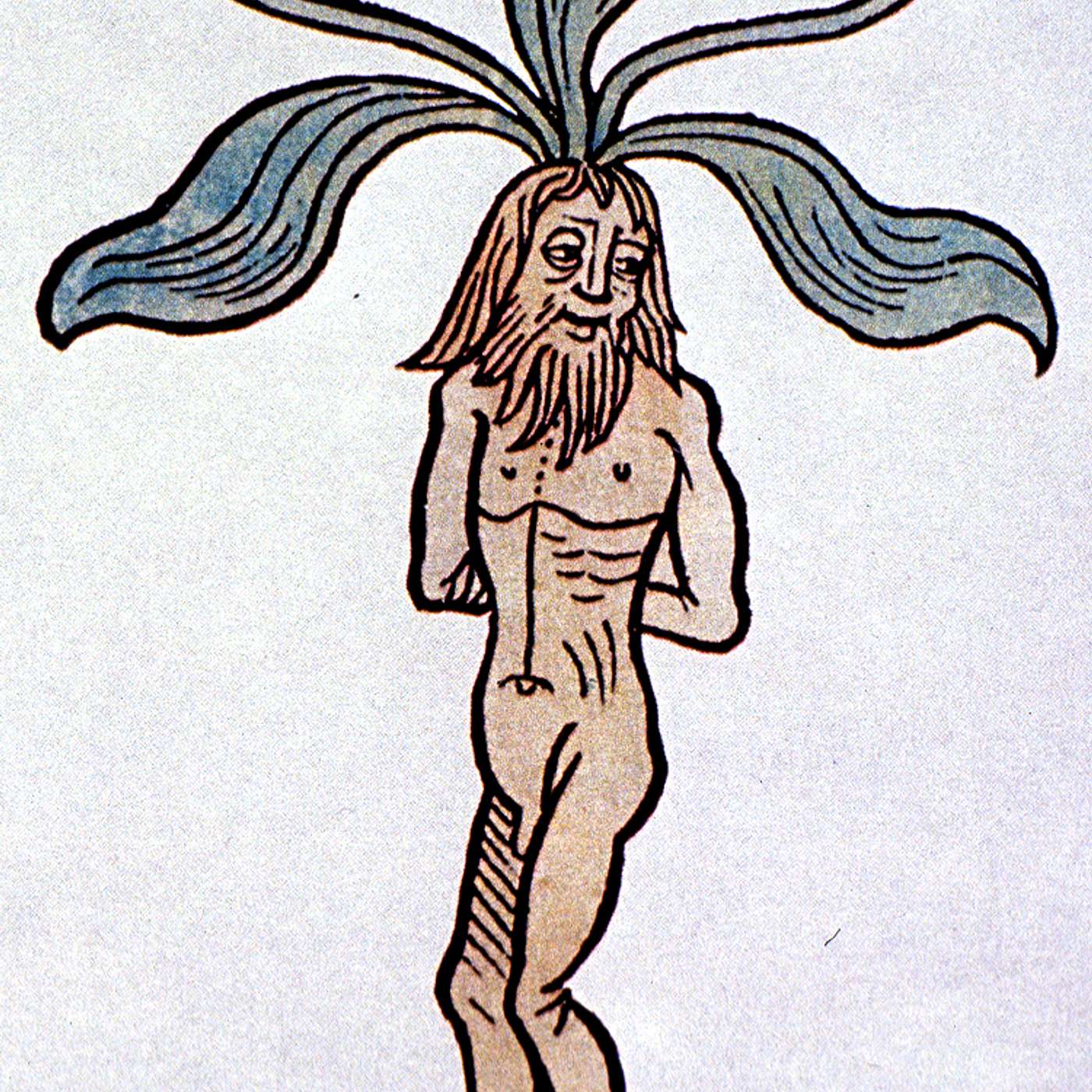 Mandrake Root Folklore: The Medieval Plant Used in Witchcraft, & Medicine episode artwork