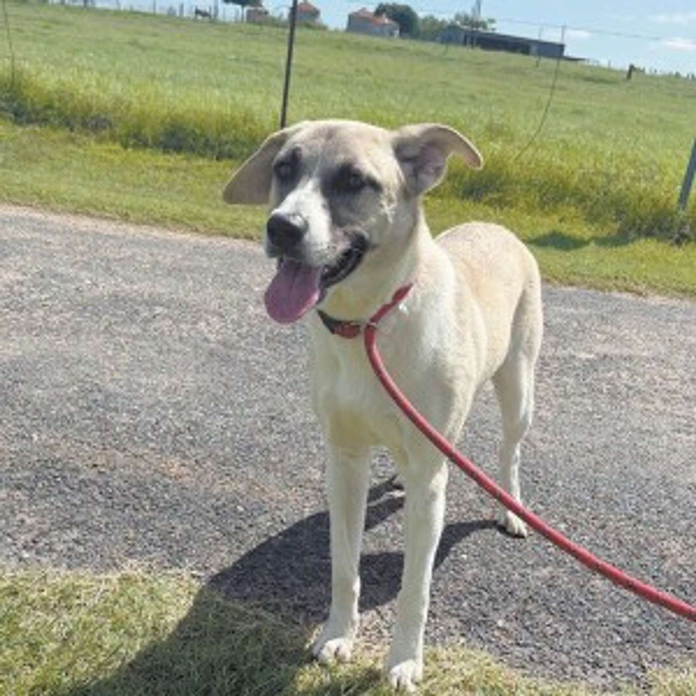 Meet Stella -- she's ready for adoption episode artwork