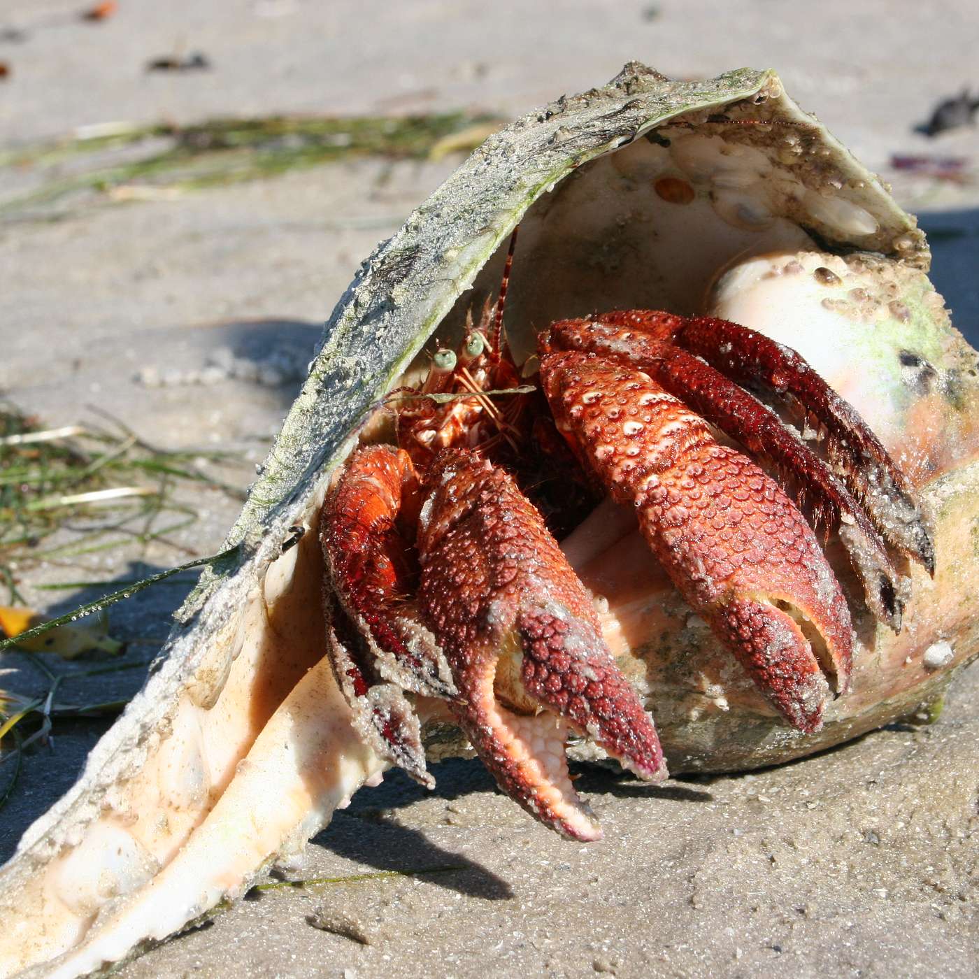 Episode 269: The Podcast Gets Crabs, Hermit Crabs, and Things To Do in Tavernier episode artwork