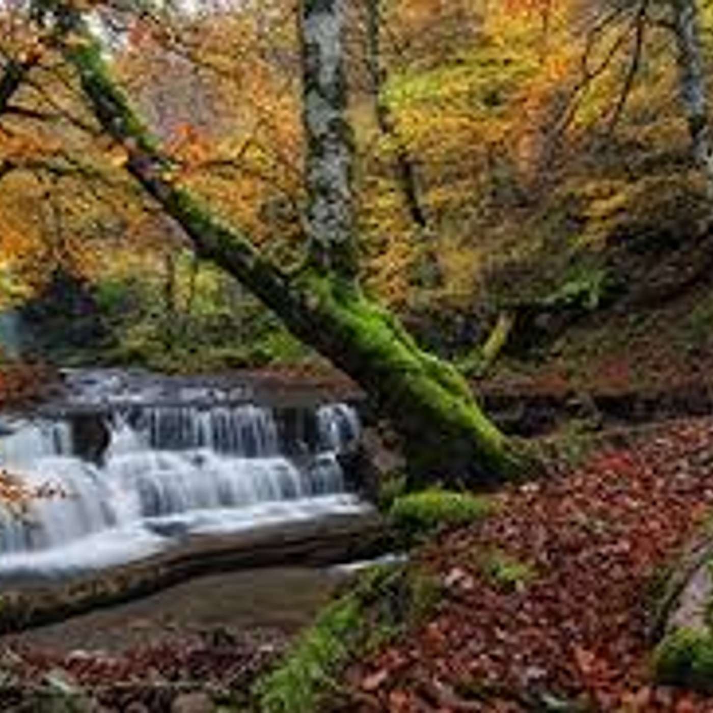 554. Los seres del bosque de Ucieda (Cantabria - infantil)