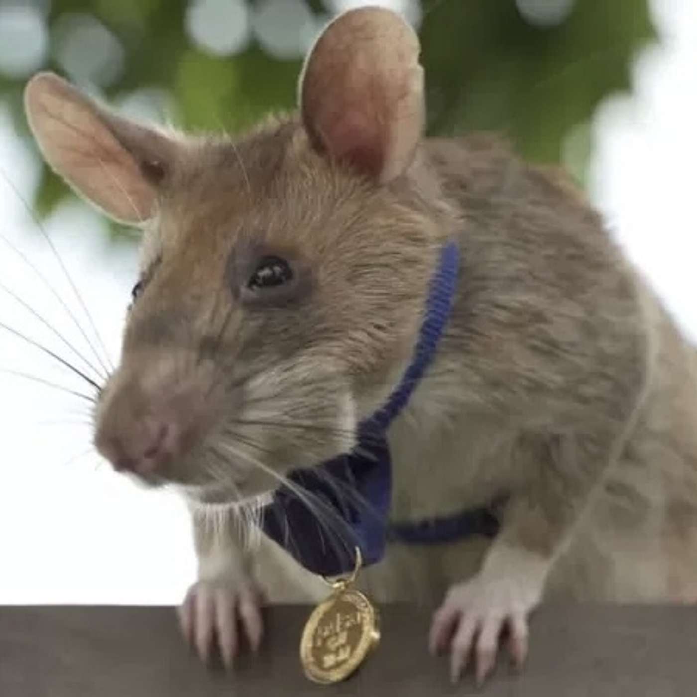 cover of episode The Glitter Felony and the Gold Medal Rat (Mini Episode)