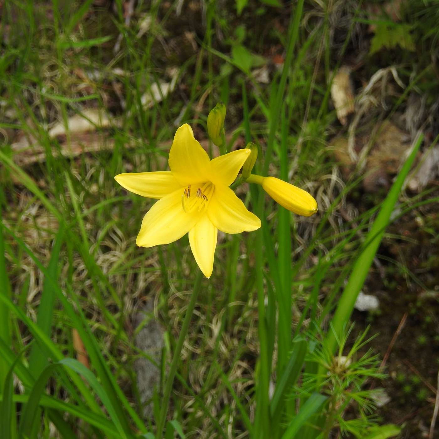 YELLOW DAY LILIES