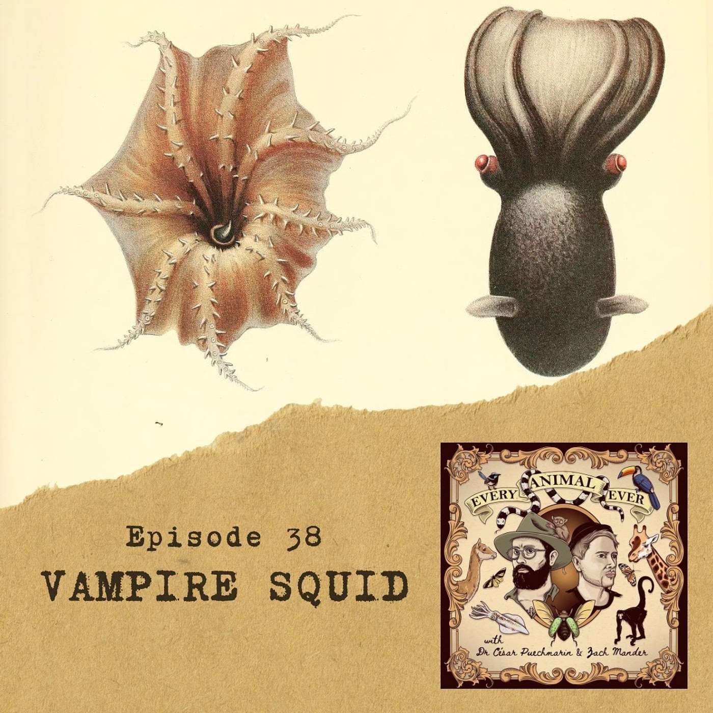 38 - Vampire Squid