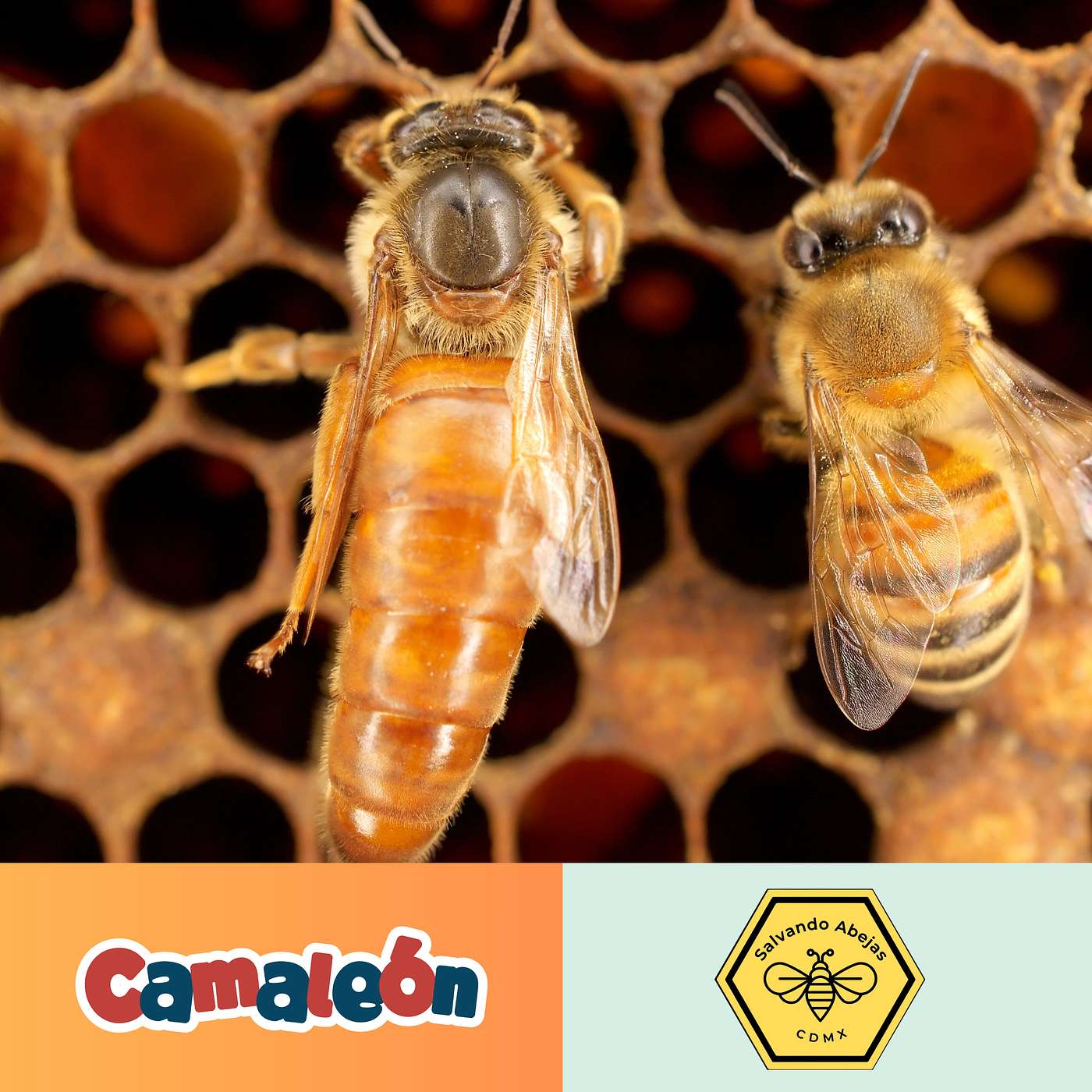 🐝 ¿Qué pasa si una abeja reina muere? episode artwork