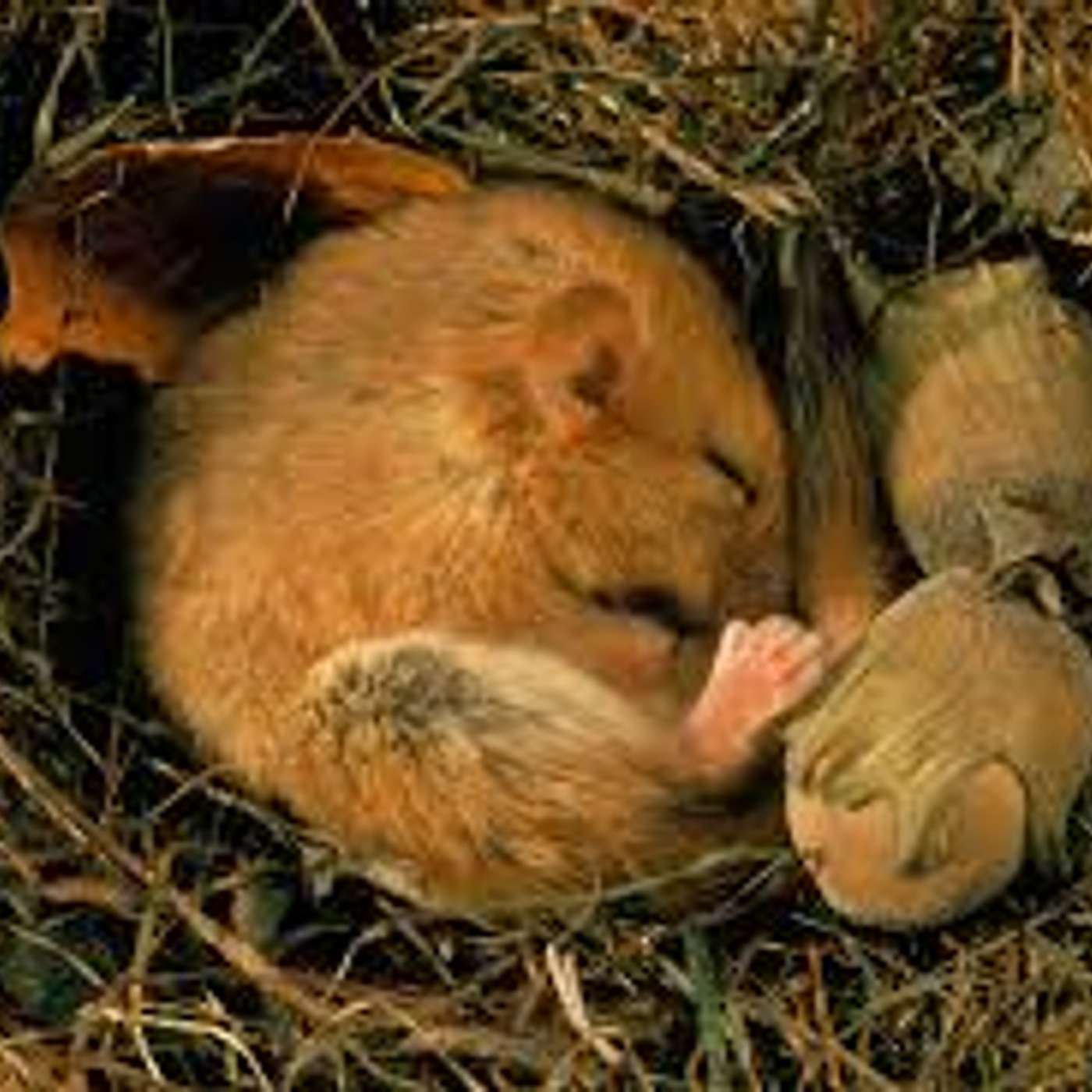 Amici per il pelo, il mondo degli animali visto e raccontato da una veterinaria