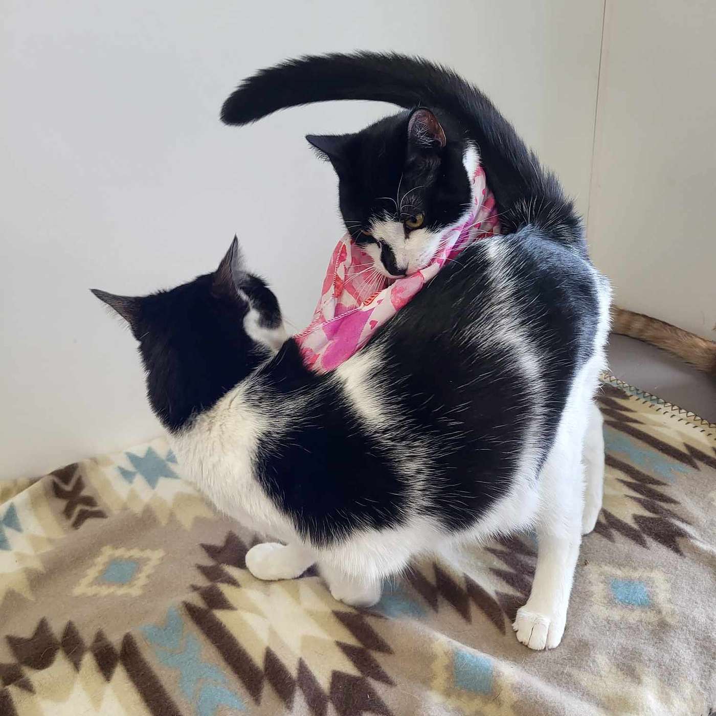 Let's meet Pistashio and Neptune! They are our POP-PAW-RAZZI Superstars of the Week!