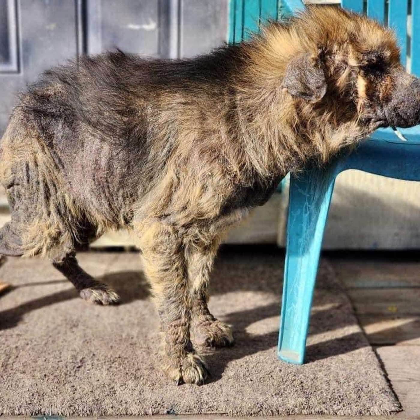 400+ Animals Welcomed to Rescue. One Weekend. Out of the Cold. 400+ Animals Welcomed to Rescue. One Weekend. Out of the Cold.