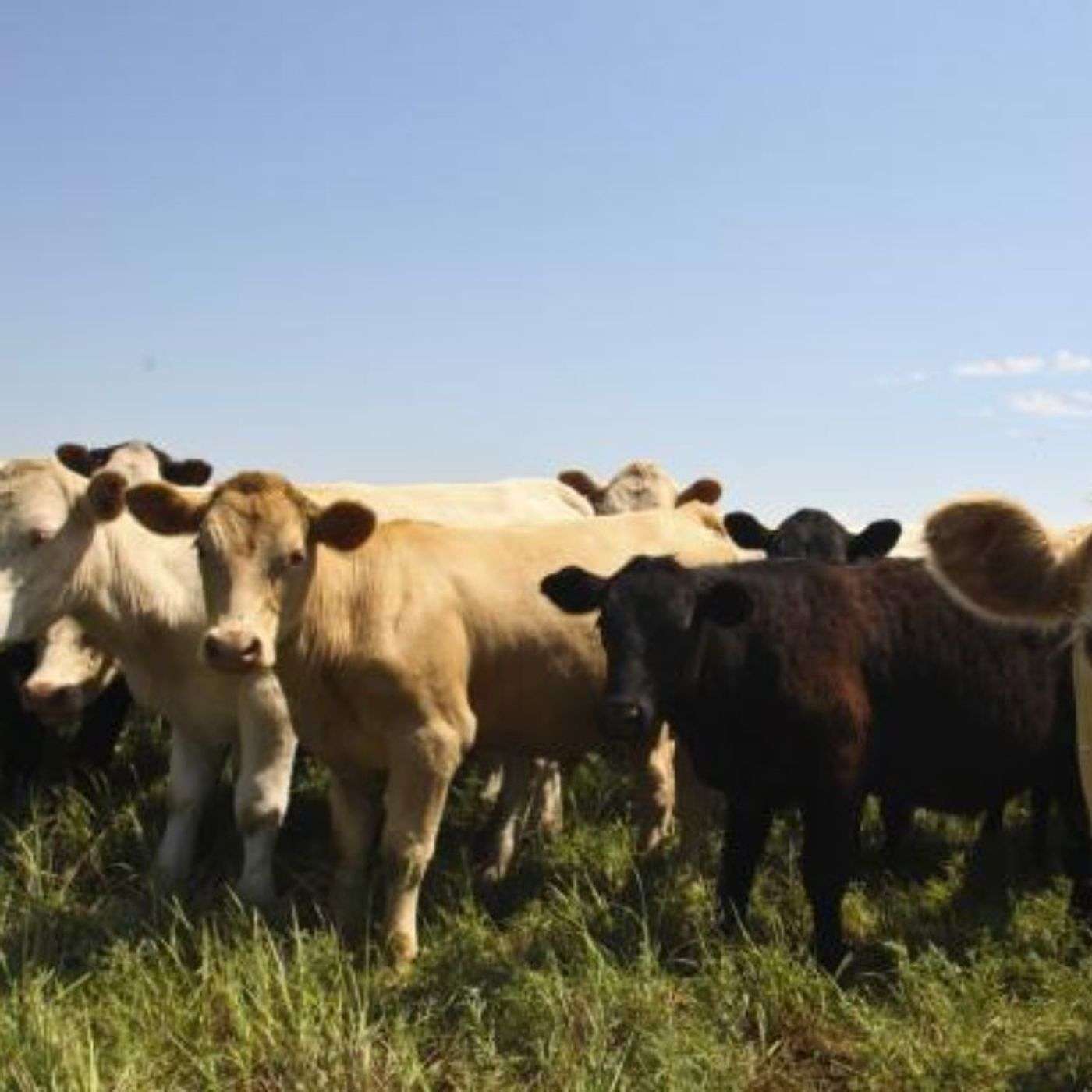 Feedstuffs in Focus